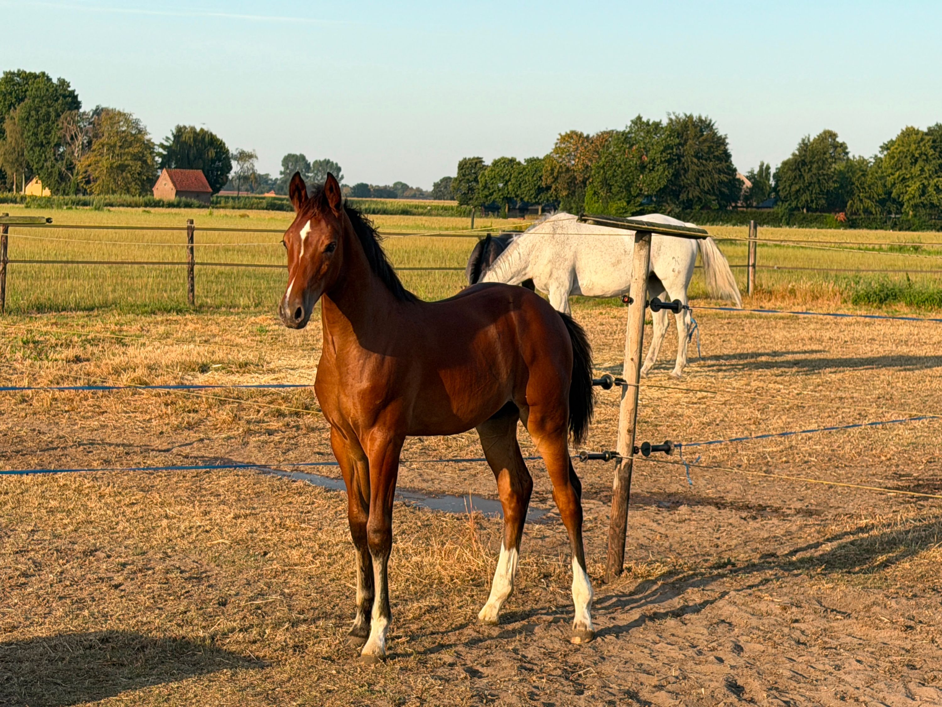 zangersheide springpaard hengst 0 år bruin till salu - Foto 2