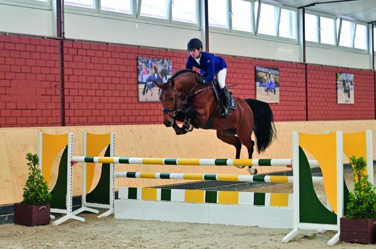 zangersheide springpaard hengst 0 år bruin till salu - Foto 3