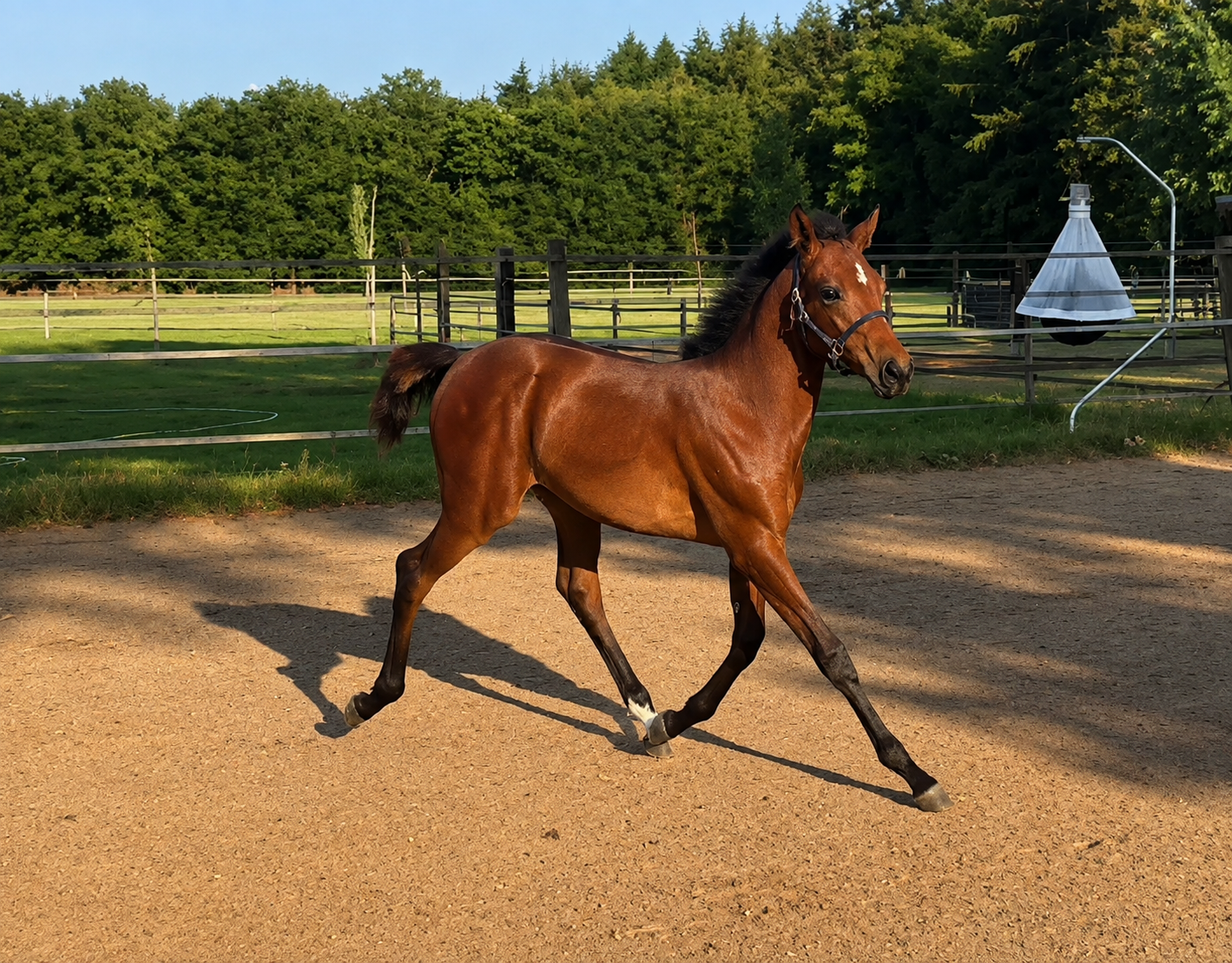 kwpn springpaard merrie 0 år bruin till salu - Foto 2