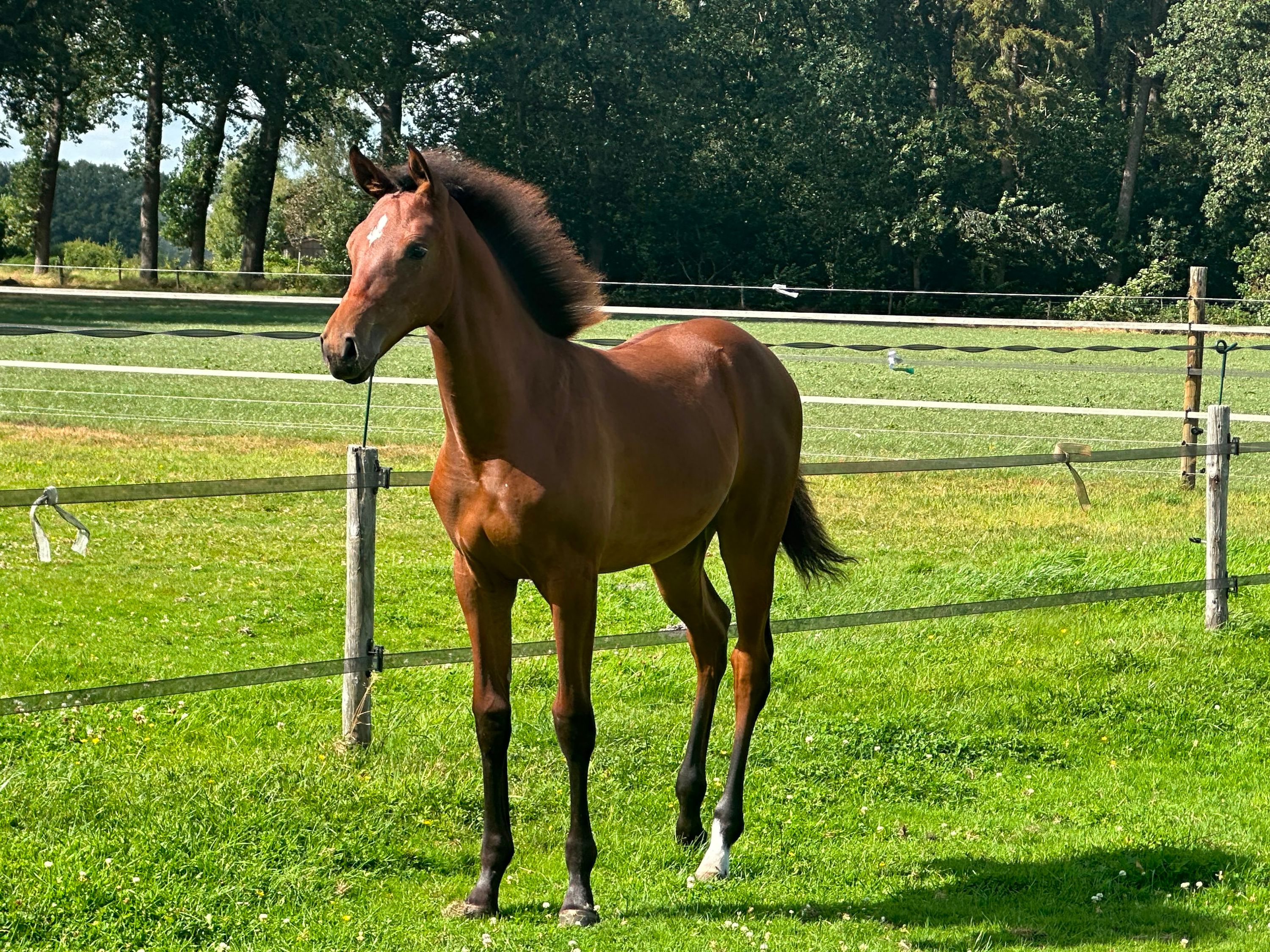 kwpn springpaard merrie 0 år bruin till salu - Foto 3