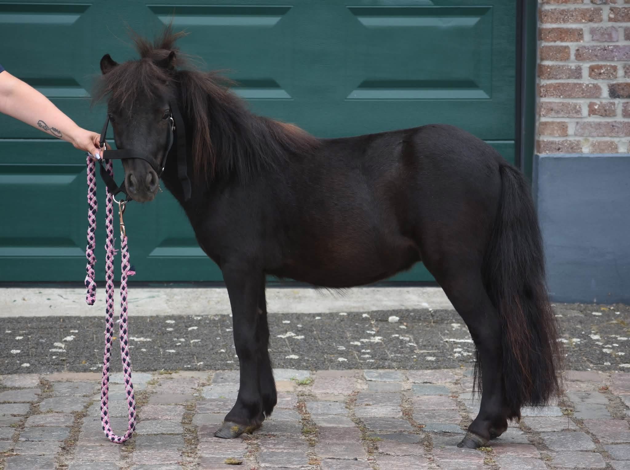 shetland pony hengst 2 jaar zwart te koop - Foto 4