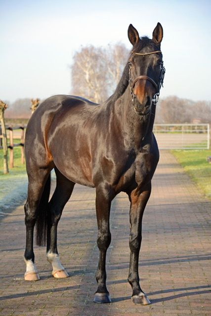kwpn allrounder merrie 10 ani bruin de vânzare - Foto 3