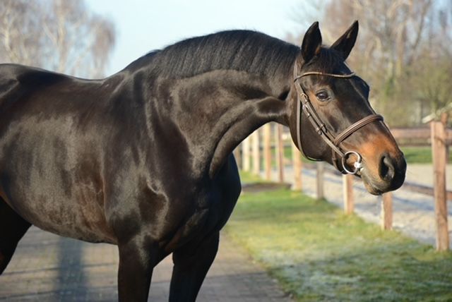 Beautiful 10-year-old all-rounder mare