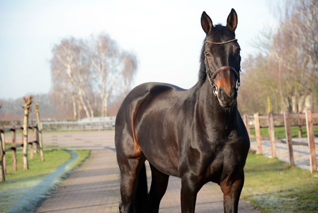 kwpn allrounder merrie 10 ani bruin de vânzare - Foto 5