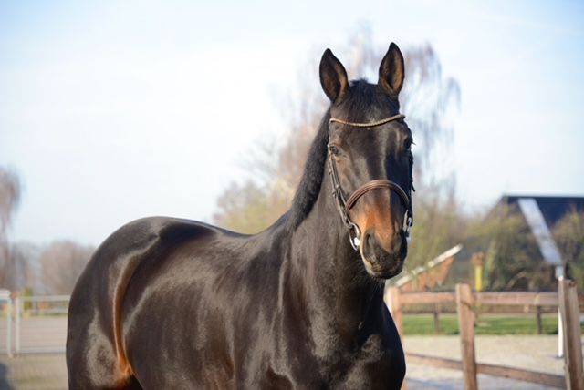 kwpn allrounder merrie 10 ani bruin de vânzare - Foto 4