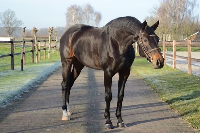 kwpn allrounder merrie 10 ani bruin de vânzare - Foto 2