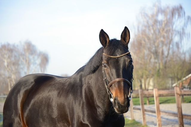 kwpn allrounder merrie 10 ani bruin de vânzare - Foto 6