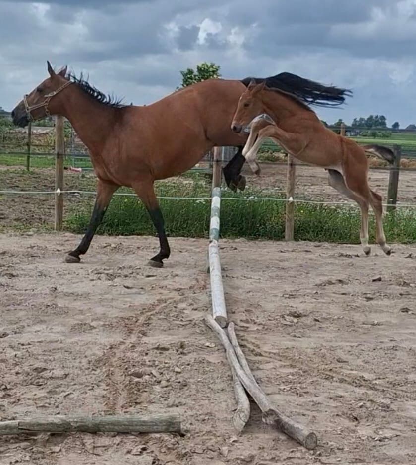 KWPN springpaard Hengst 0 ani bruin de vânzare - Foto 3