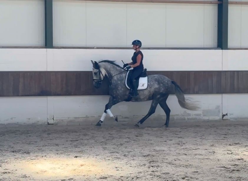 pre dressuurpaard ruin 7 år schimmel til salgs - Foto 4