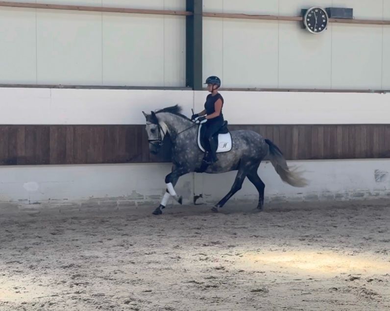 pre dressuurpaard ruin 7 år schimmel til salgs - Foto 2