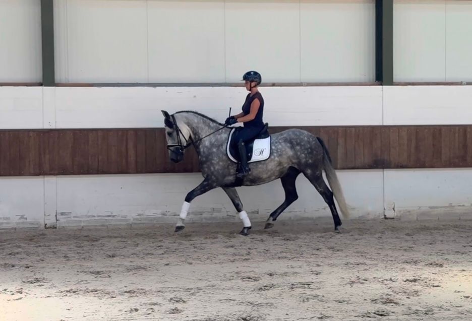 pre dressuurpaard ruin 7 år schimmel til salgs - Foto 3