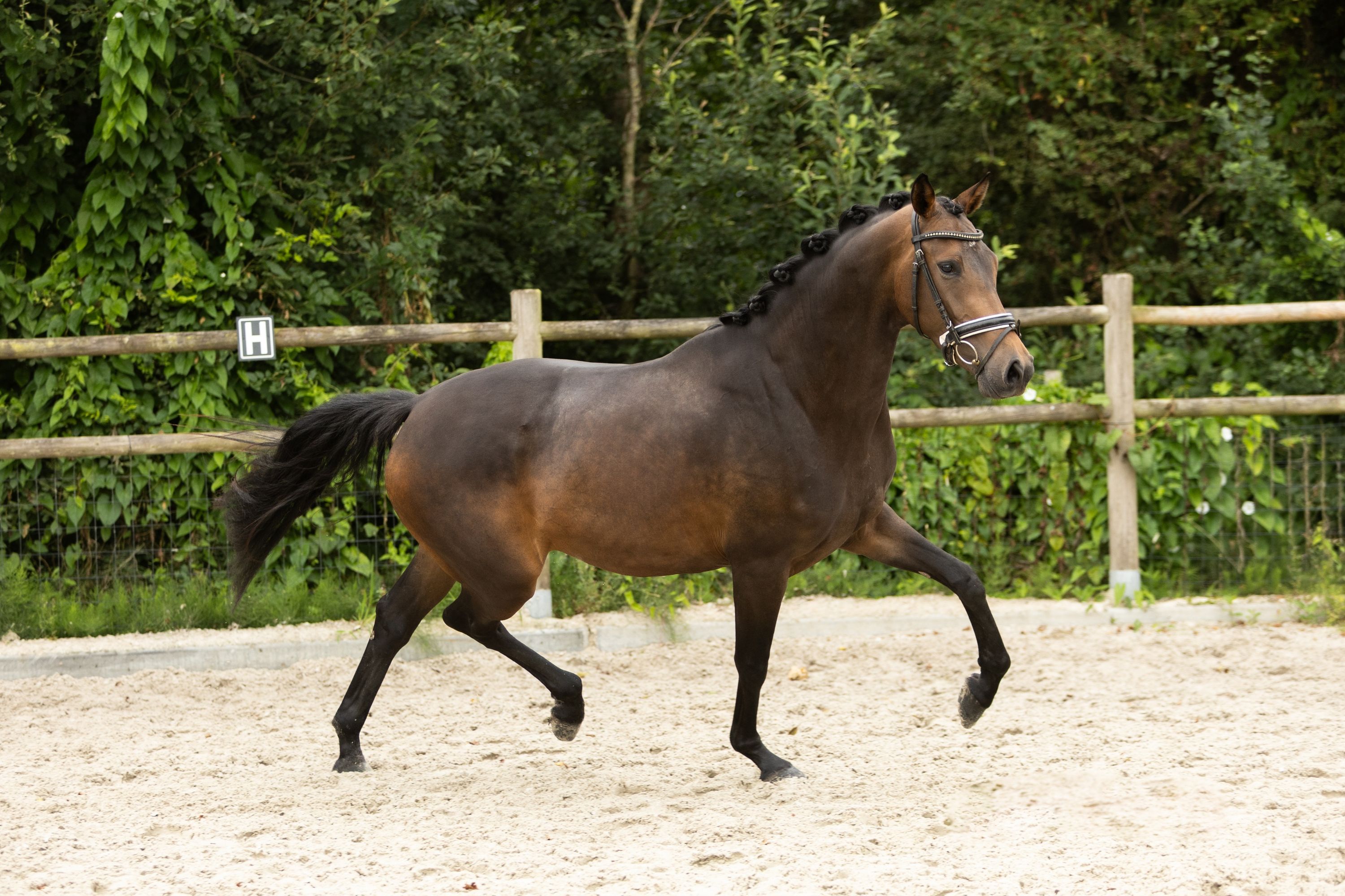 kwpn dressuurpaard merrie 4 år donkerbruin till salu - Foto 2