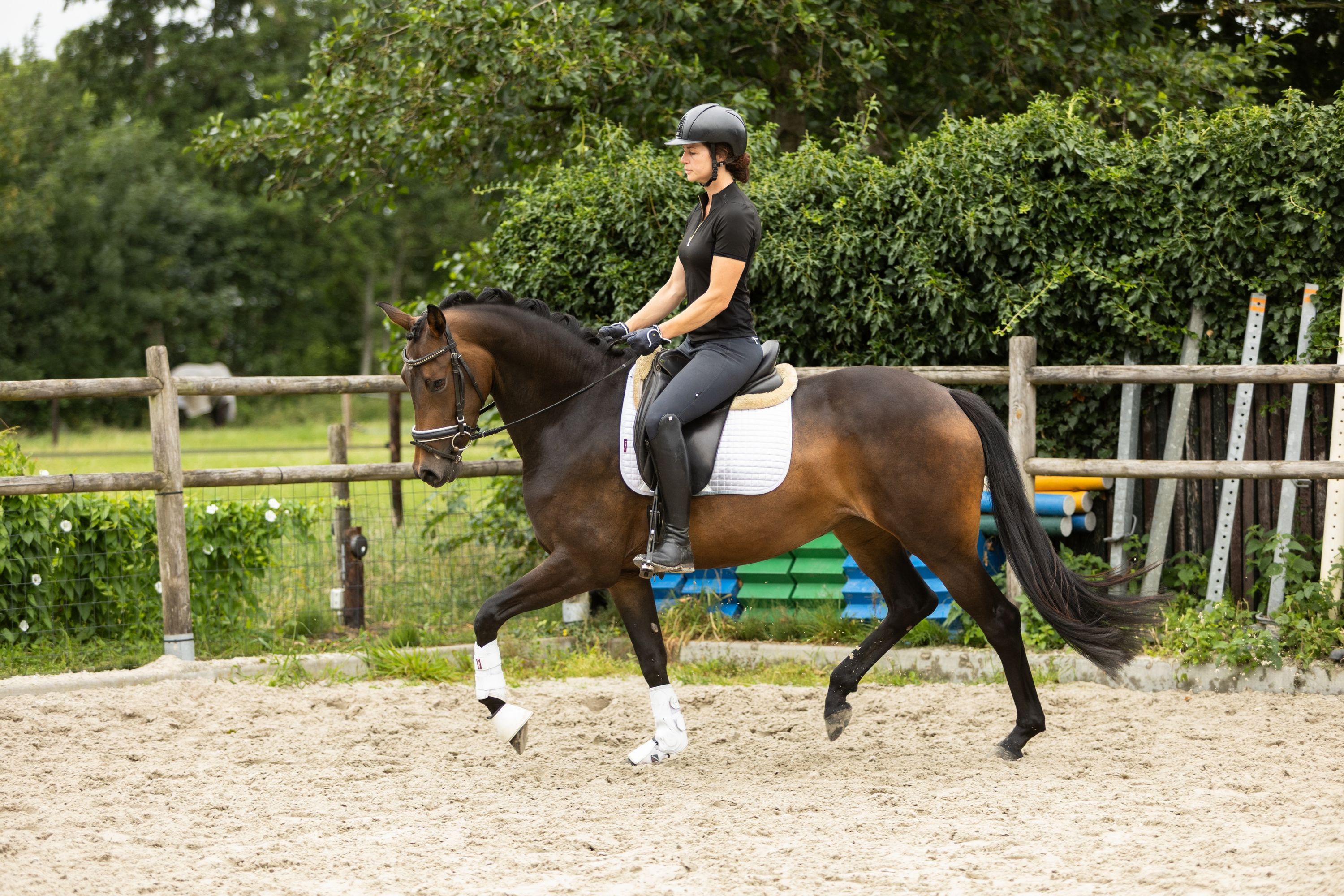 kwpn dressuurpaard merrie 4 år donkerbruin till salu - Foto 3