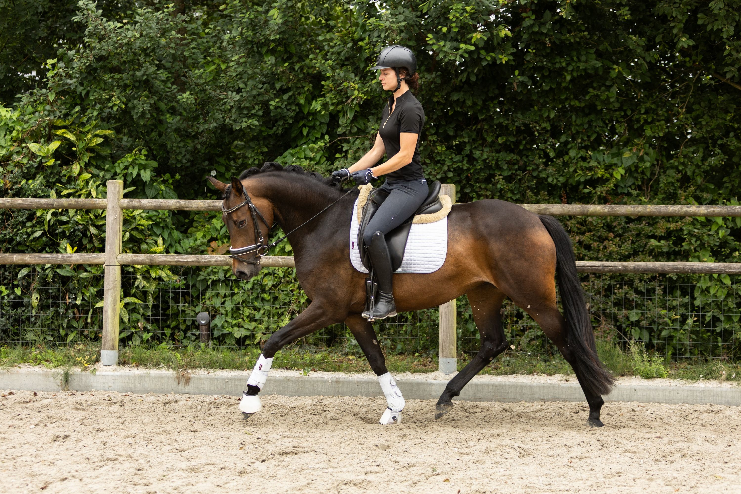 kwpn dressuurpaard merrie 4 år donkerbruin till salu - Foto 4