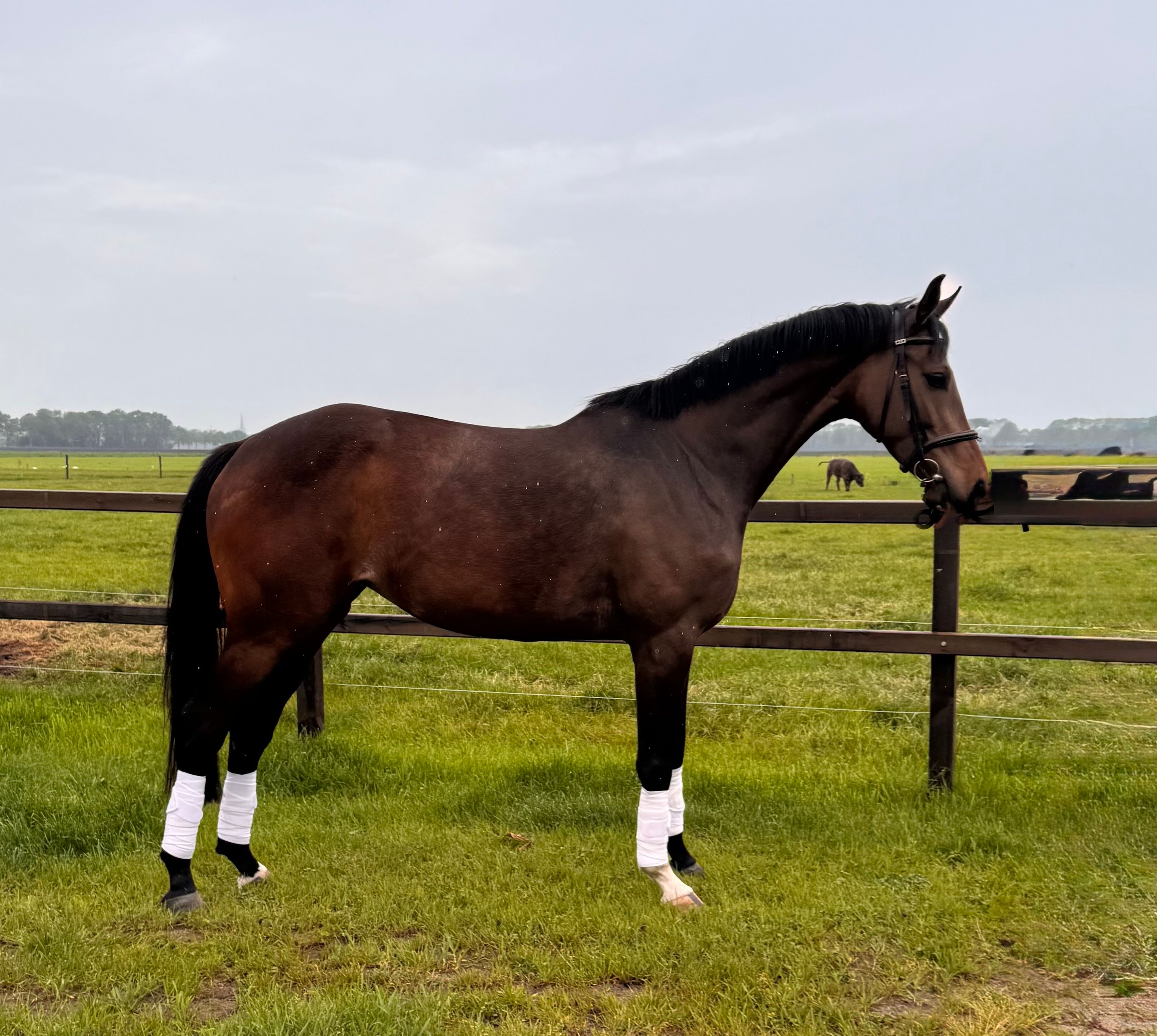 KWPN springpaard Merrie 9 years old Donkerbruin for sale - Photo 4