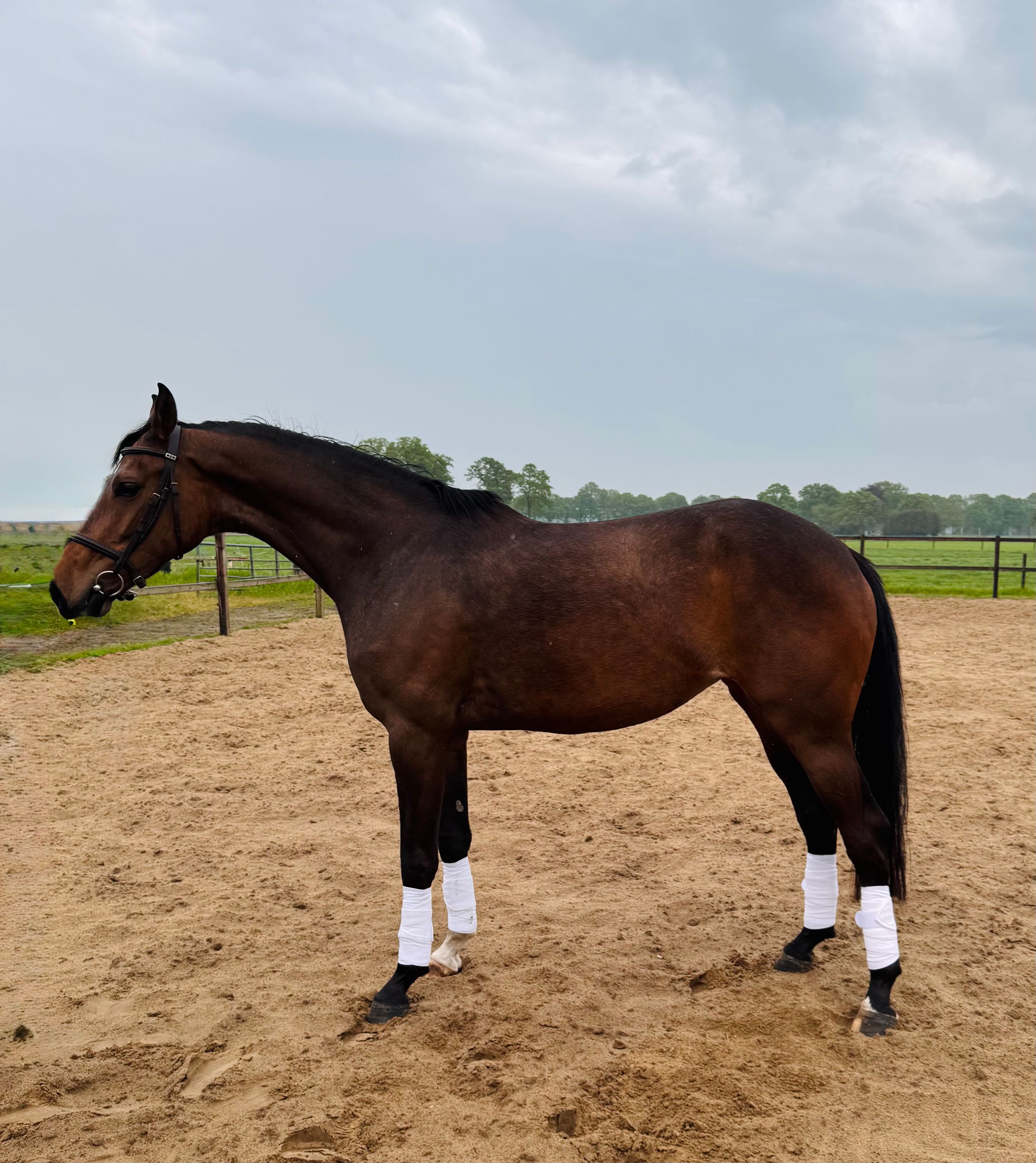 KWPN springpaard Merrie 9 years old Donkerbruin for sale - Photo 5