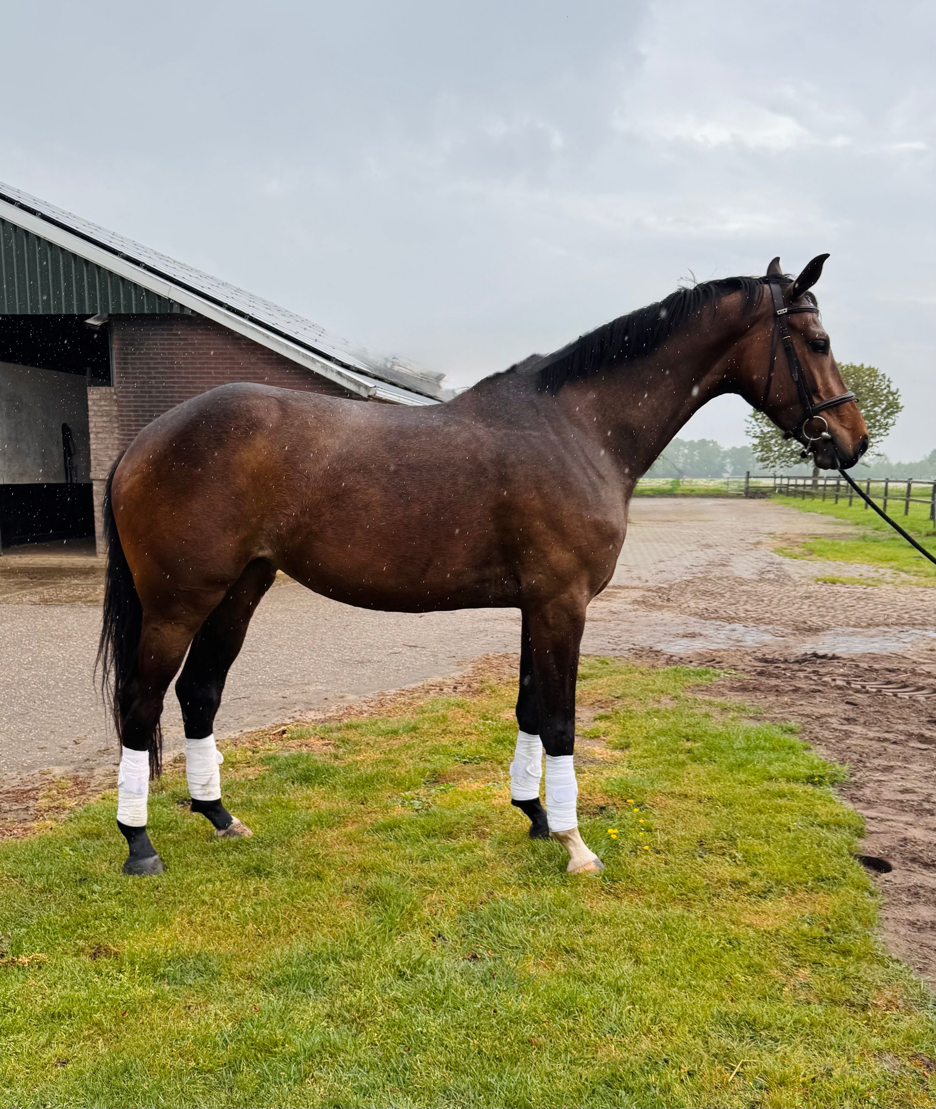 KWPN springpaard Merrie 9 years old Donkerbruin for sale - Photo 6