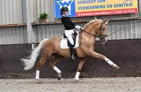 KWPN dressuurpaard merrie 0 ani vos de vânzare - Foto 3