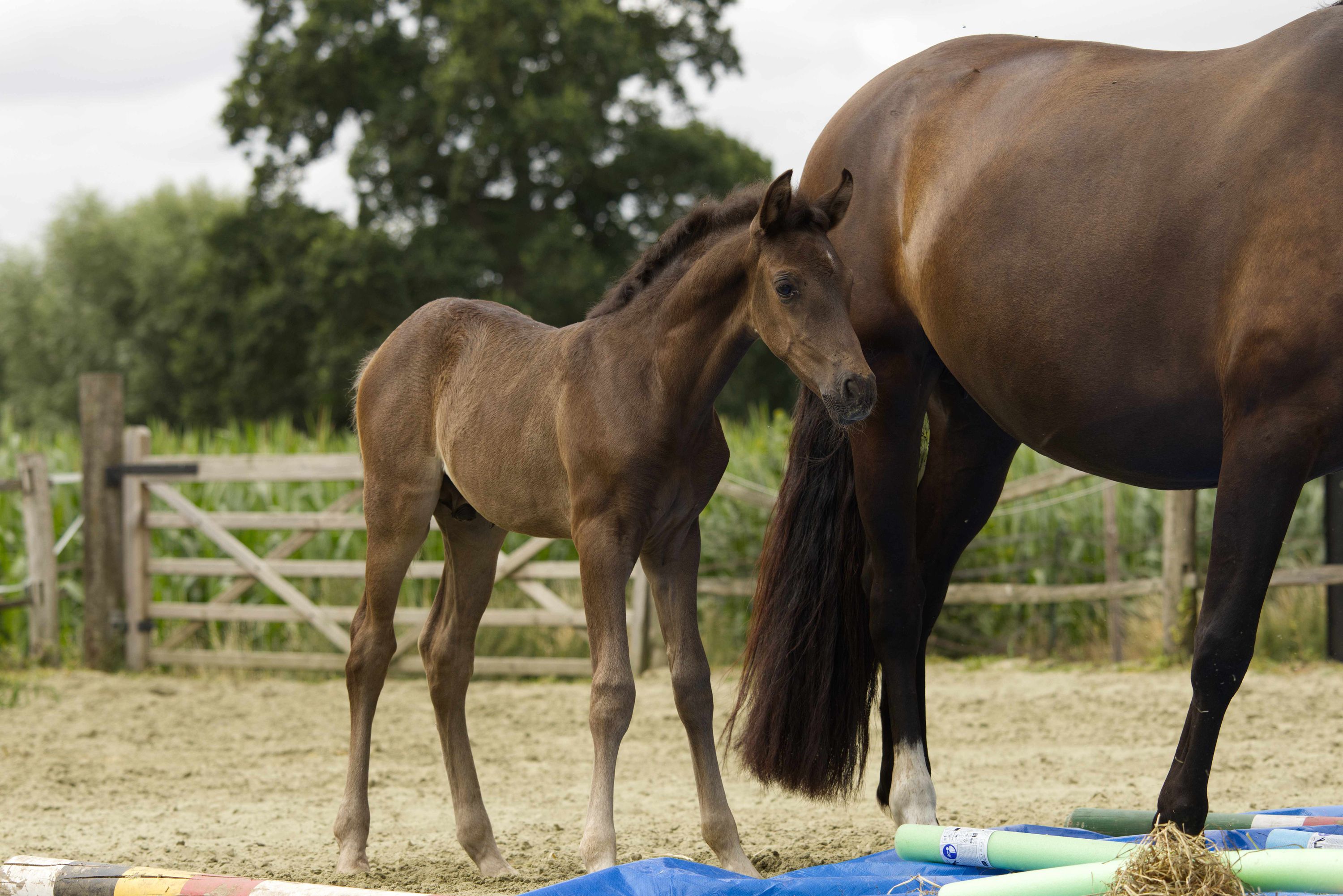 andalusie dressuurpaard hengst 0 سنوات andere-kleur للبيع - صورة 2