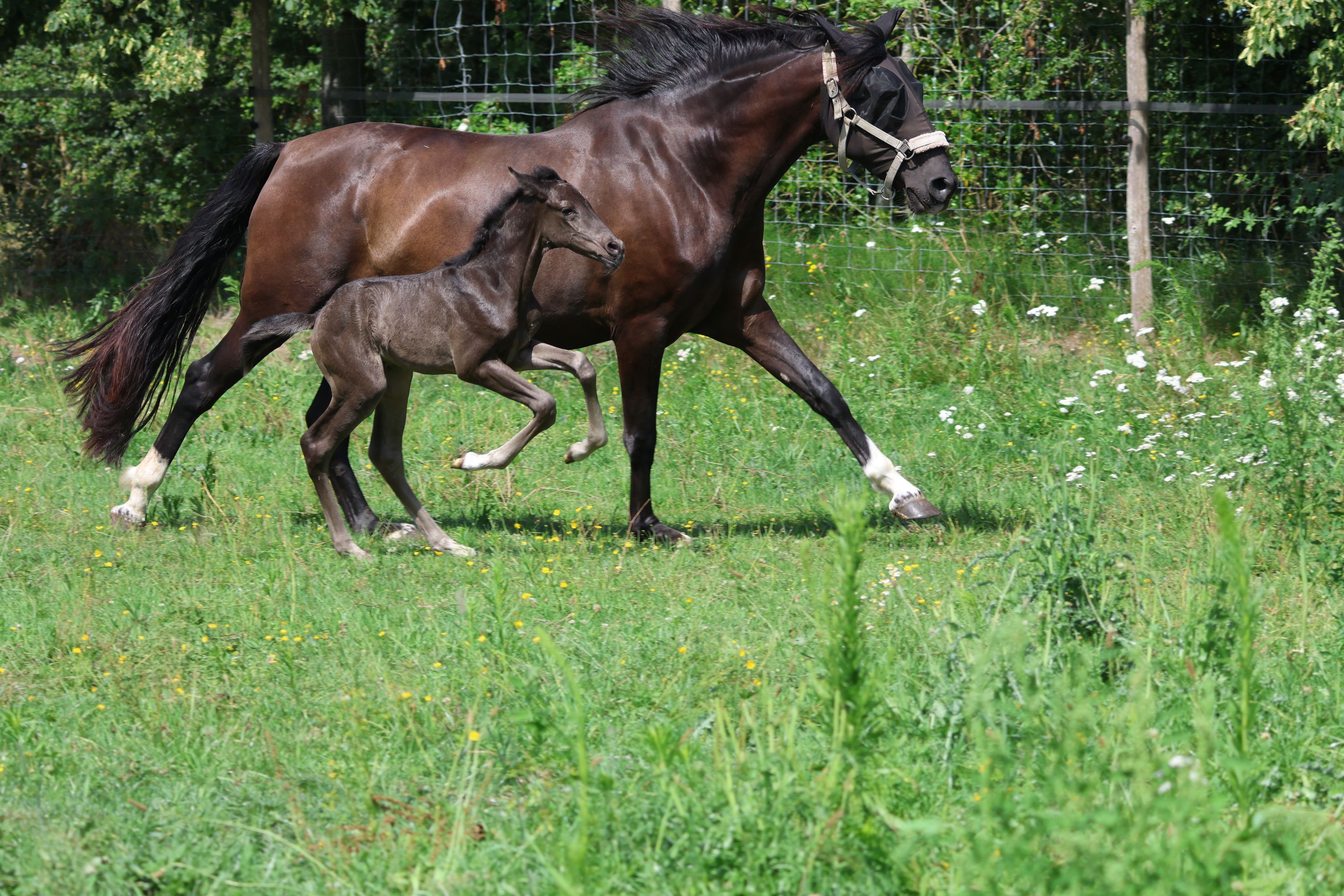 andalusie dressuurpaard hengst 0 سنوات andere-kleur للبيع - صورة 3