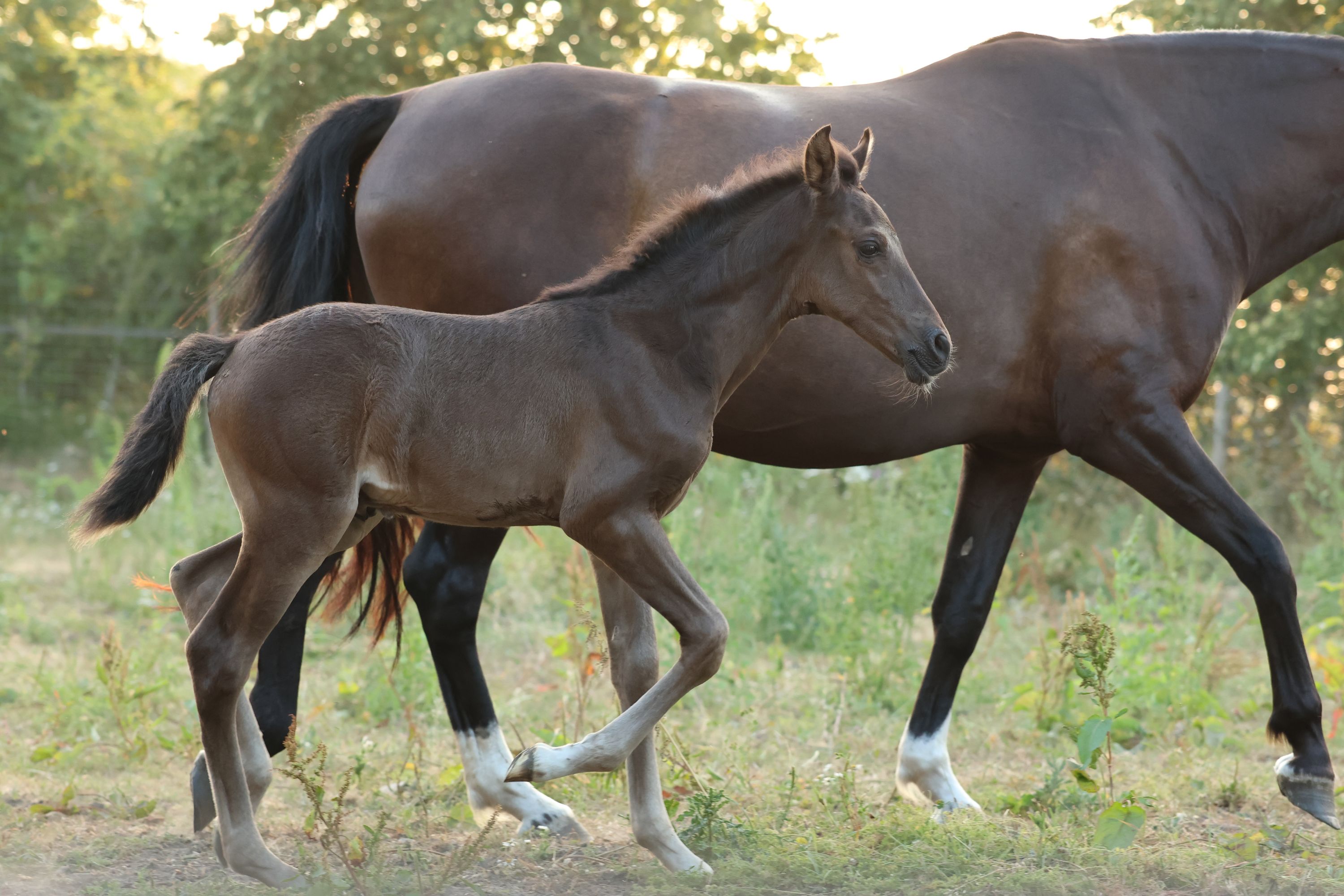 andalusie dressuurpaard hengst 0 سنوات andere-kleur للبيع - صورة 4