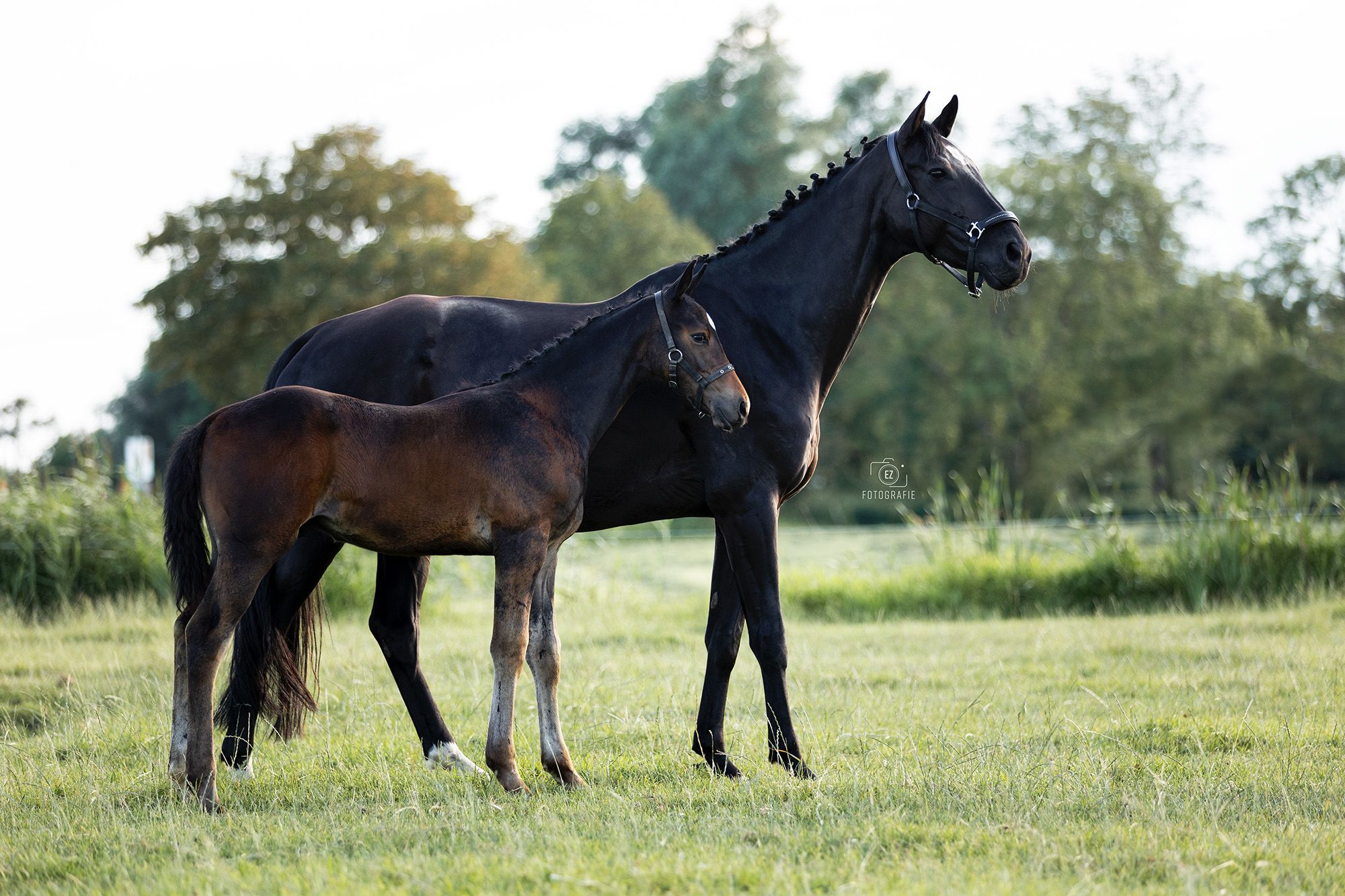 kwpn springpaard merrie 11 ans donkerbruin à vendre - Photo 2