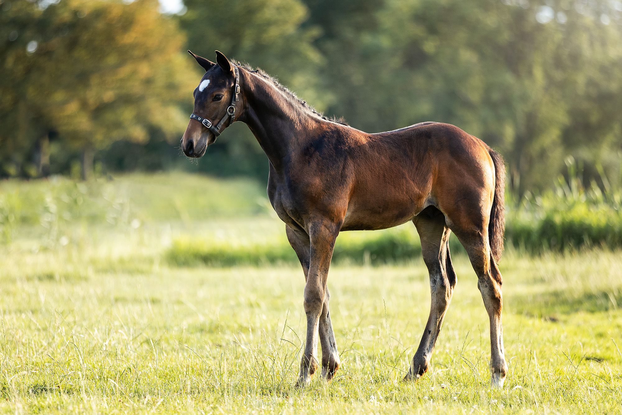 kwpn springpaard hengst 0 anos donkerbruin à venda - Foto 3