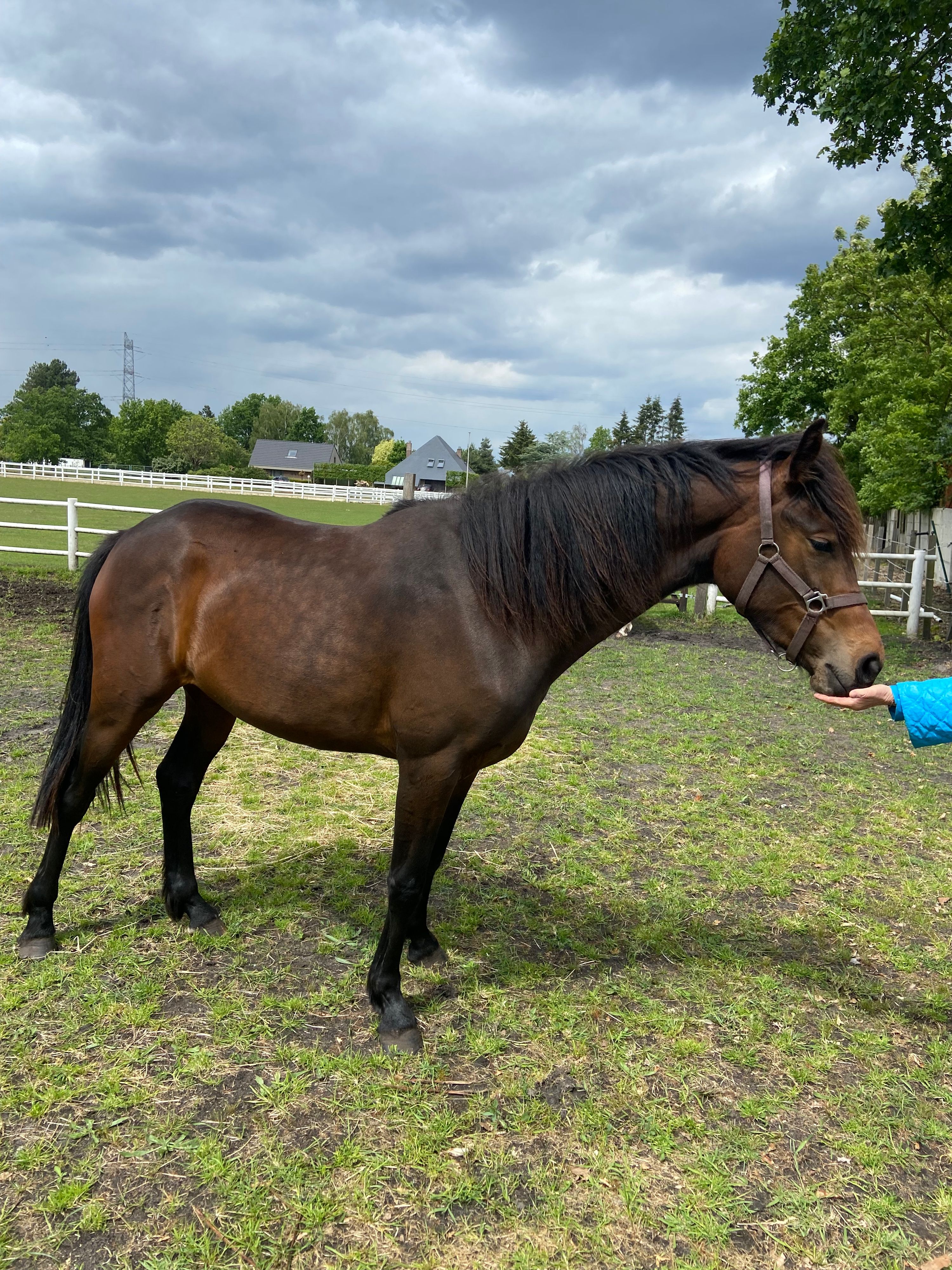 dressuurpaard dressuurpaard merrie 2 سنوات donkerbruin للبيع - صورة 6