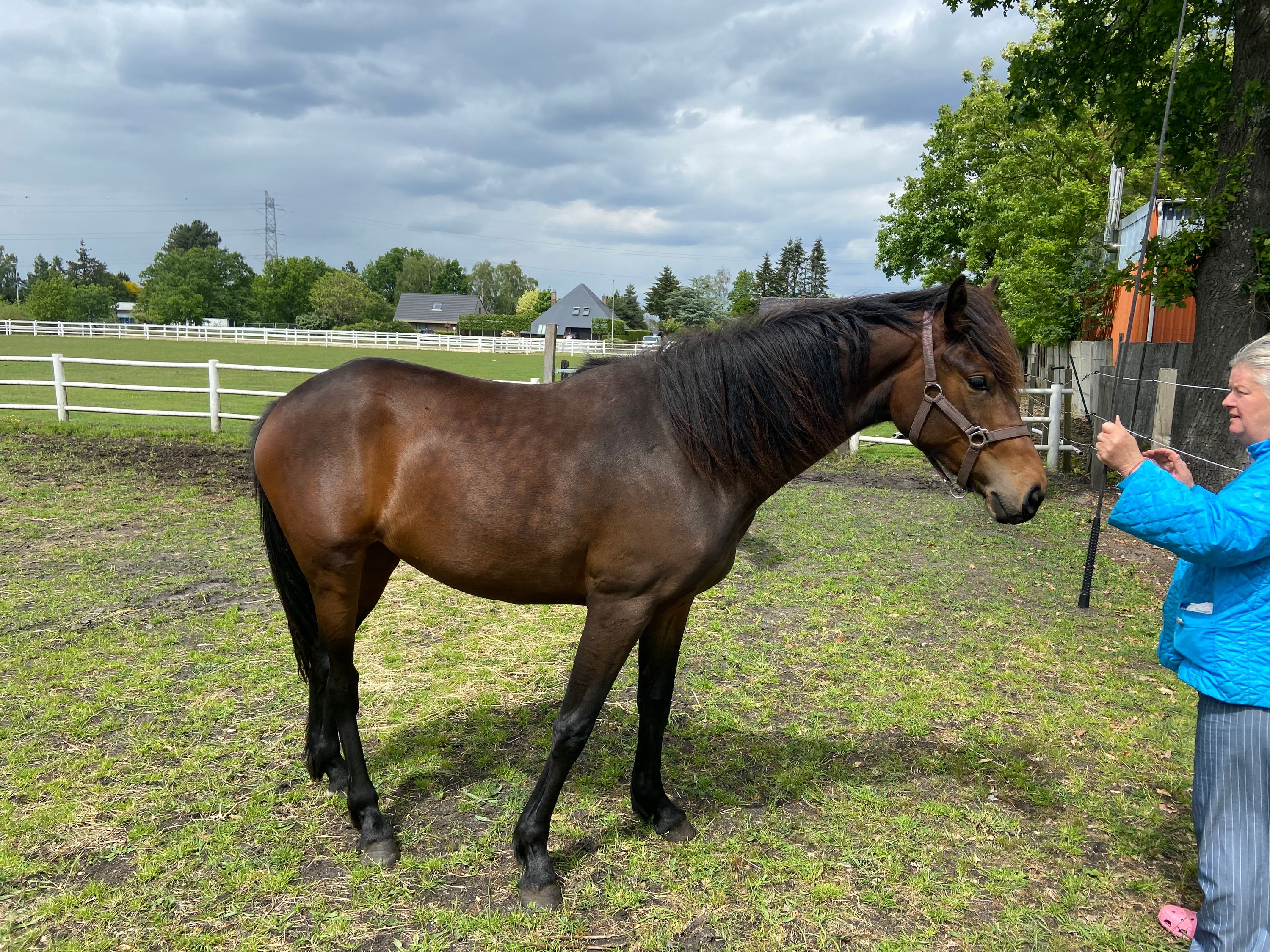 dressuurpaard dressuurpaard merrie 2 سنوات donkerbruin للبيع - صورة 3