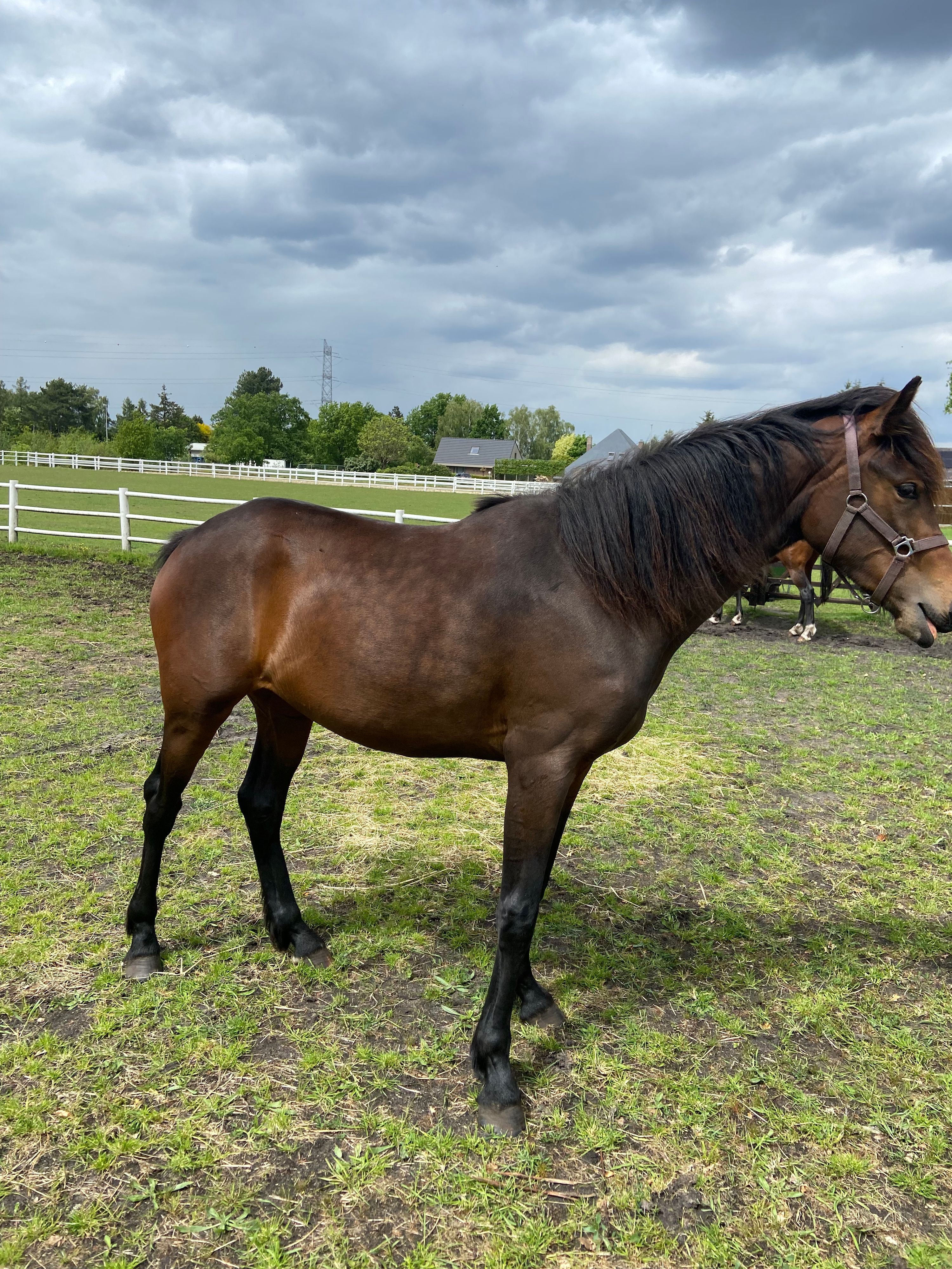 dressuurpaard dressuurpaard merrie 2 سنوات donkerbruin للبيع - صورة 5