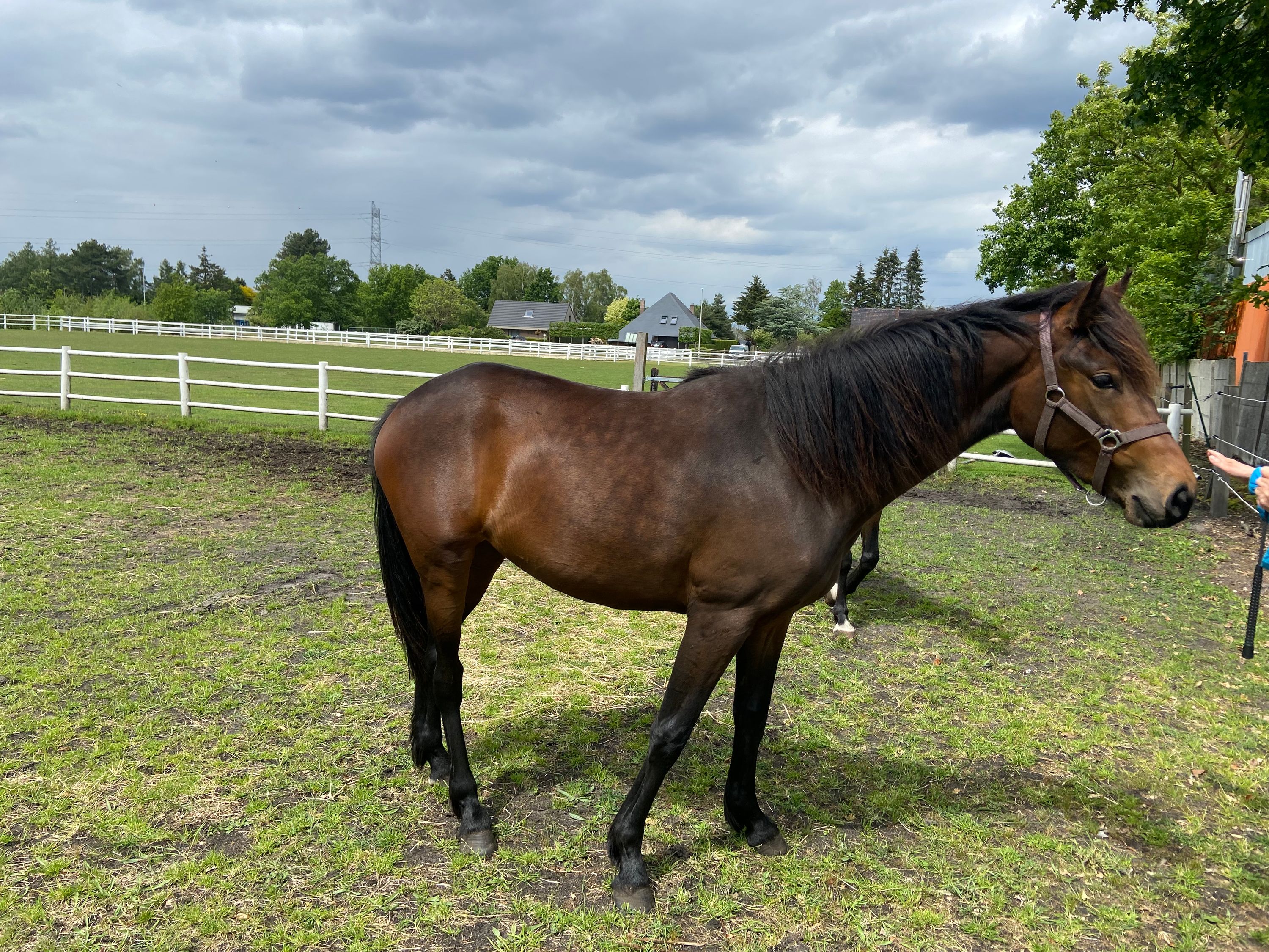 dressuurpaard dressuurpaard merrie 2 سنوات donkerbruin للبيع - صورة 2