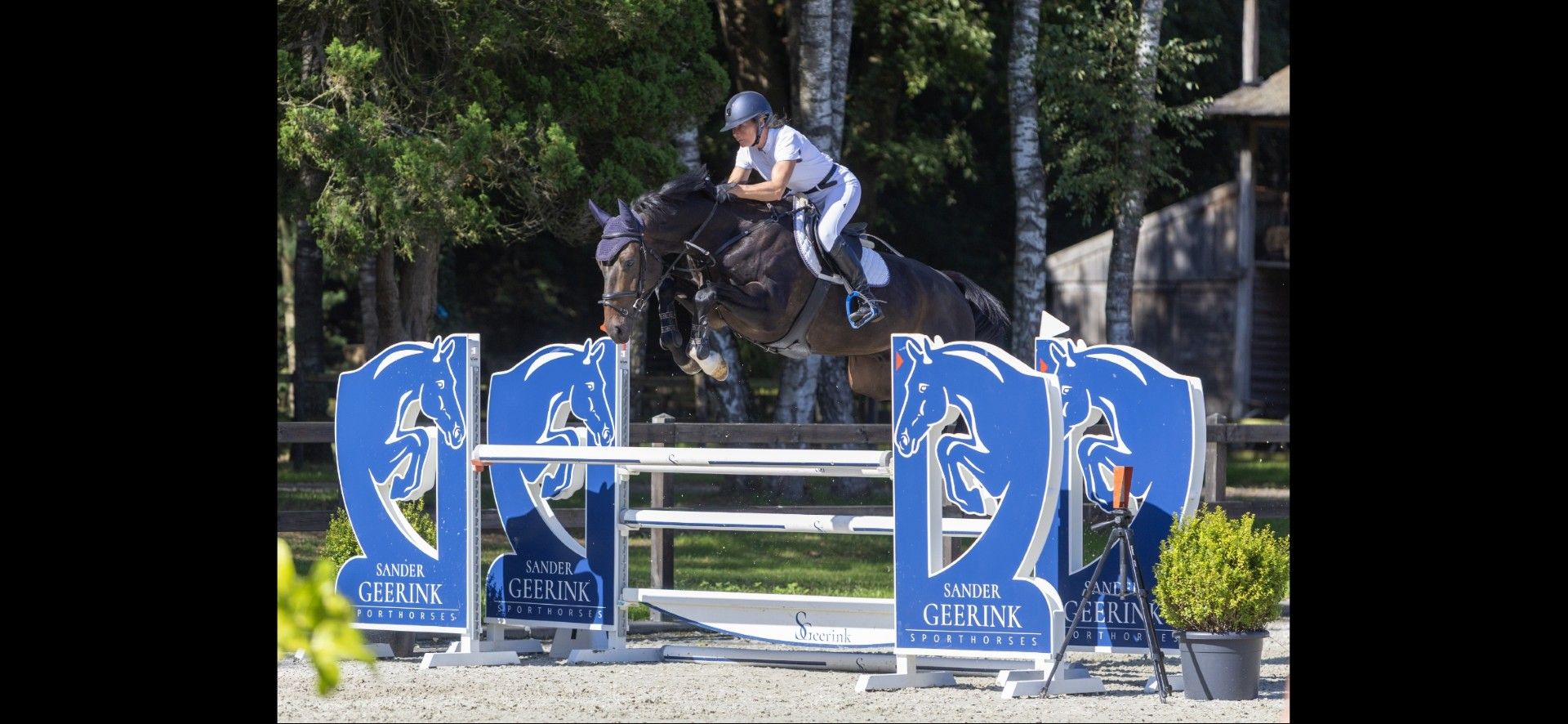 kwpn springpaard hengst 0 anos donkerbruin à venda - Foto 5