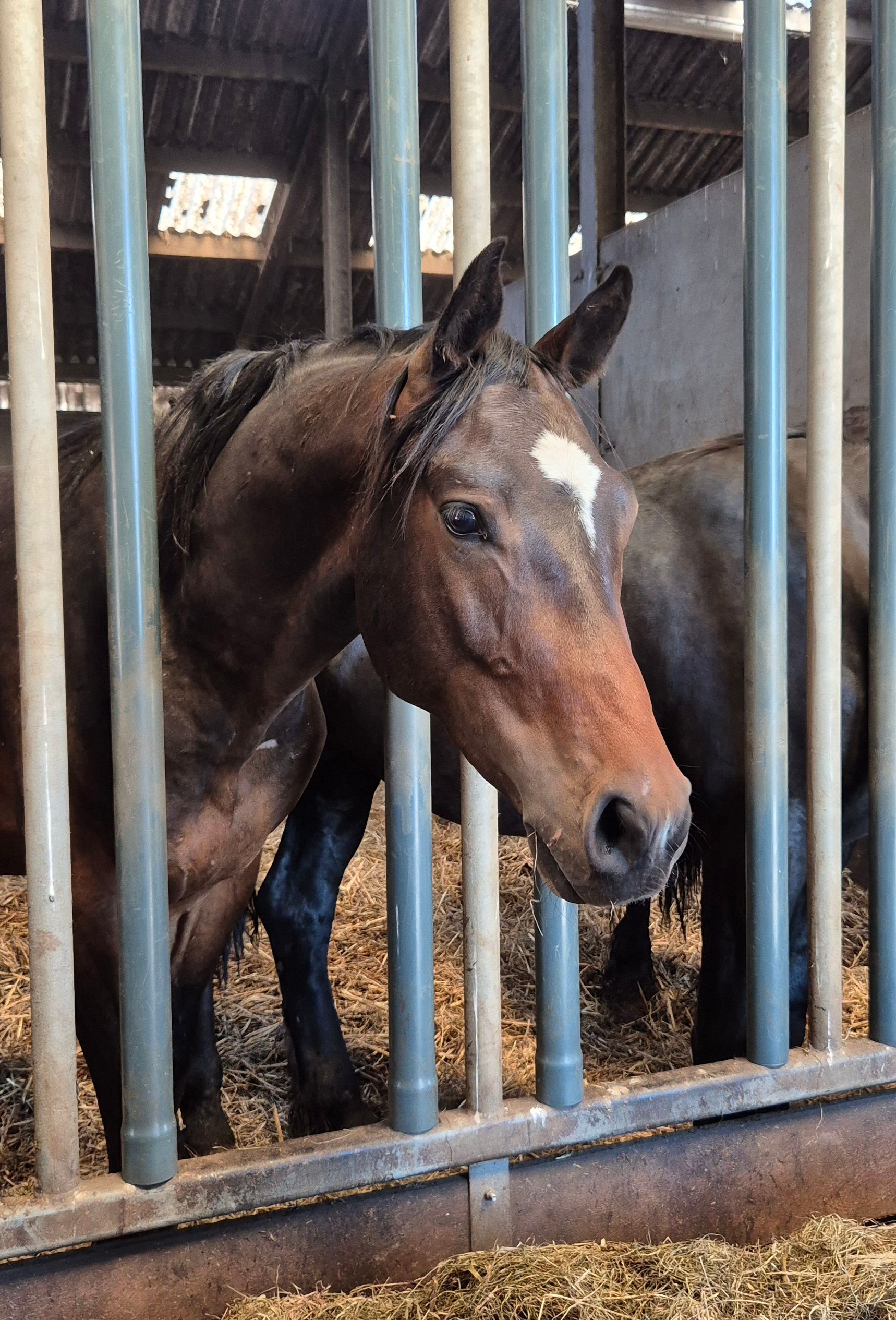 kwpn springpaard hengst 0 anos donkerbruin à venda - Foto 6