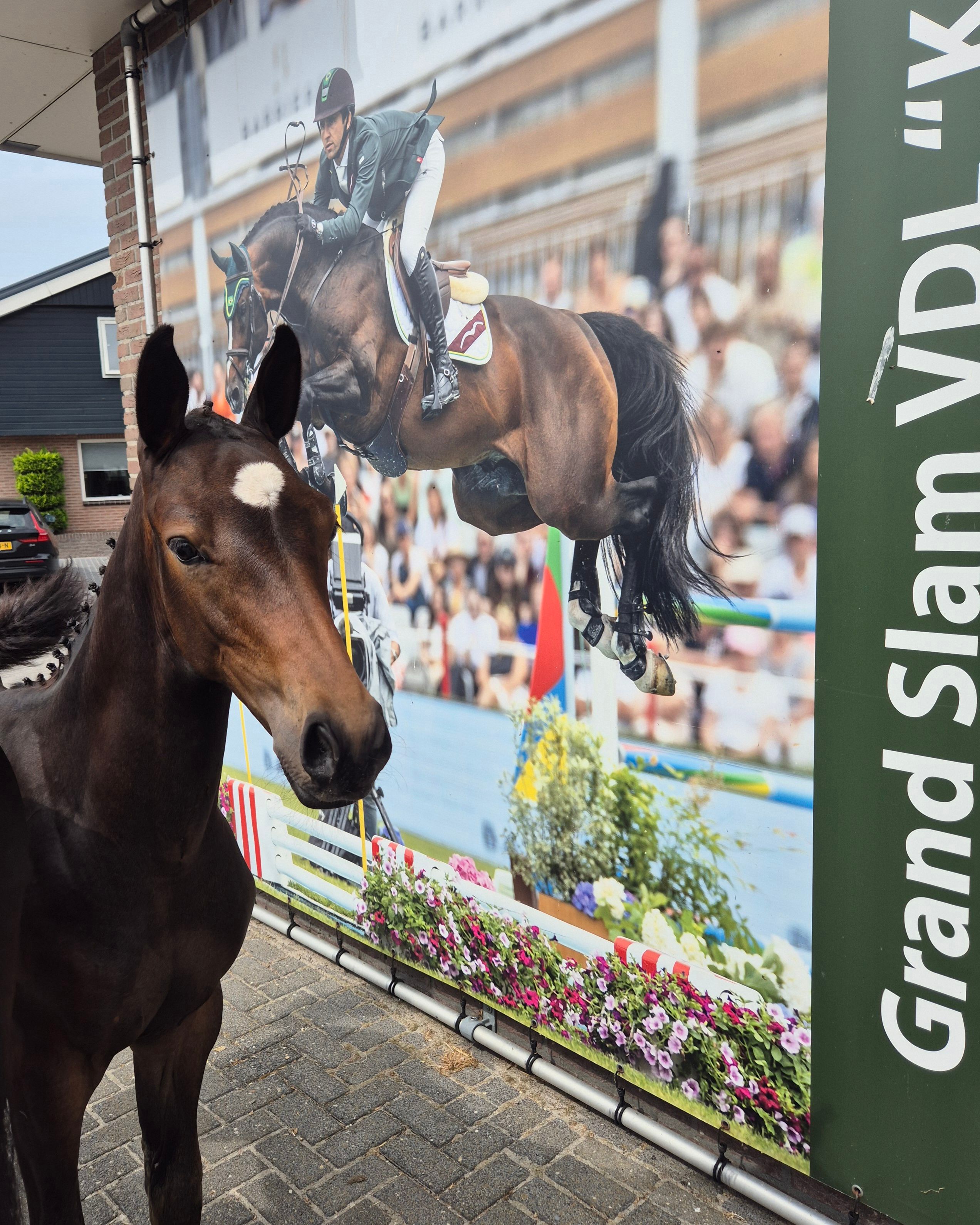 kwpn springpaard hengst 0 anos donkerbruin à venda - Foto 4