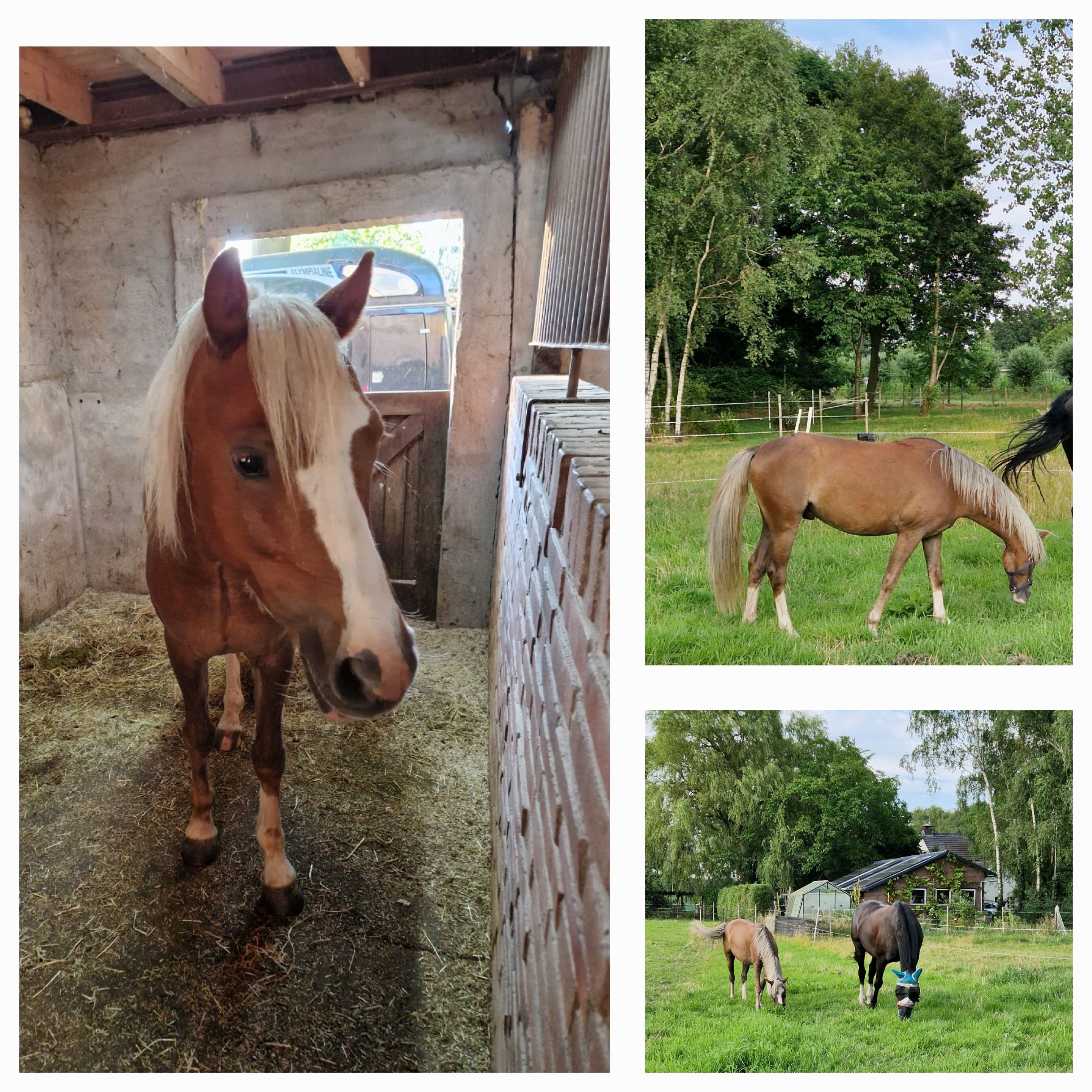 ハンサムなウェルシュCタイプせん馬
