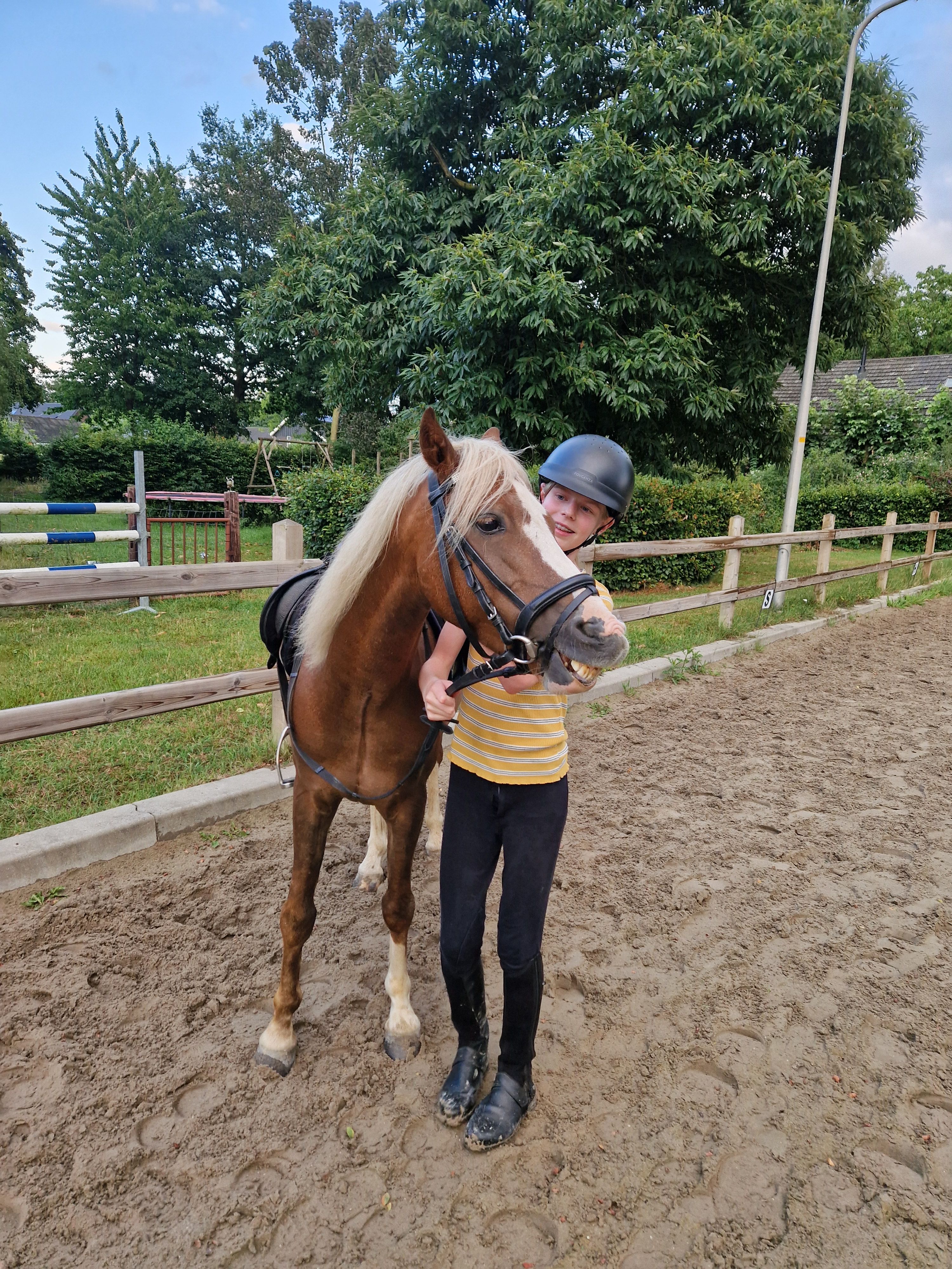 welsh allround-pony ruin 7 歳 vos 売り出し中 - 写真 5