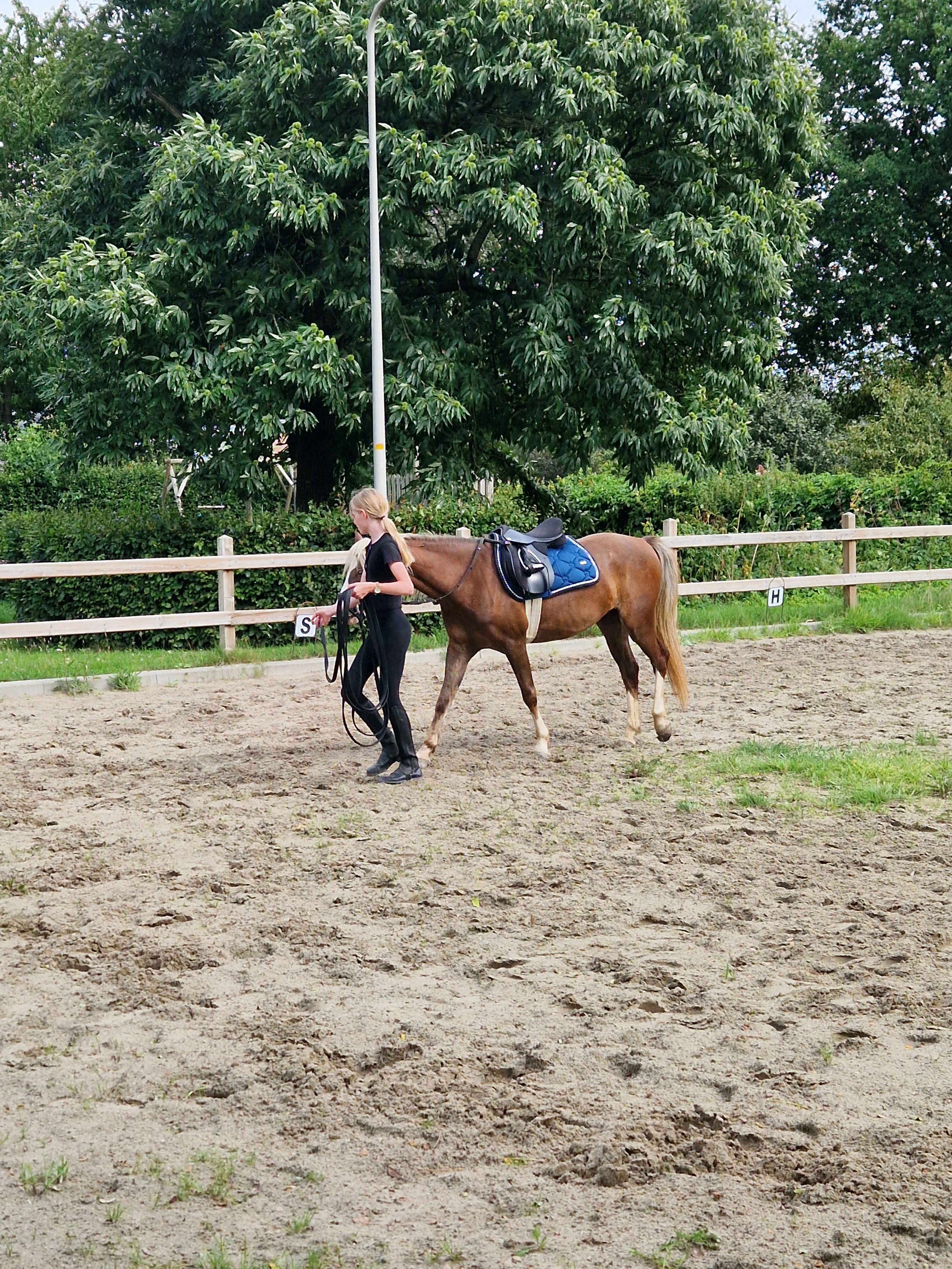 welsh allround-pony ruin 7 歳 vos 売り出し中 - 写真 4