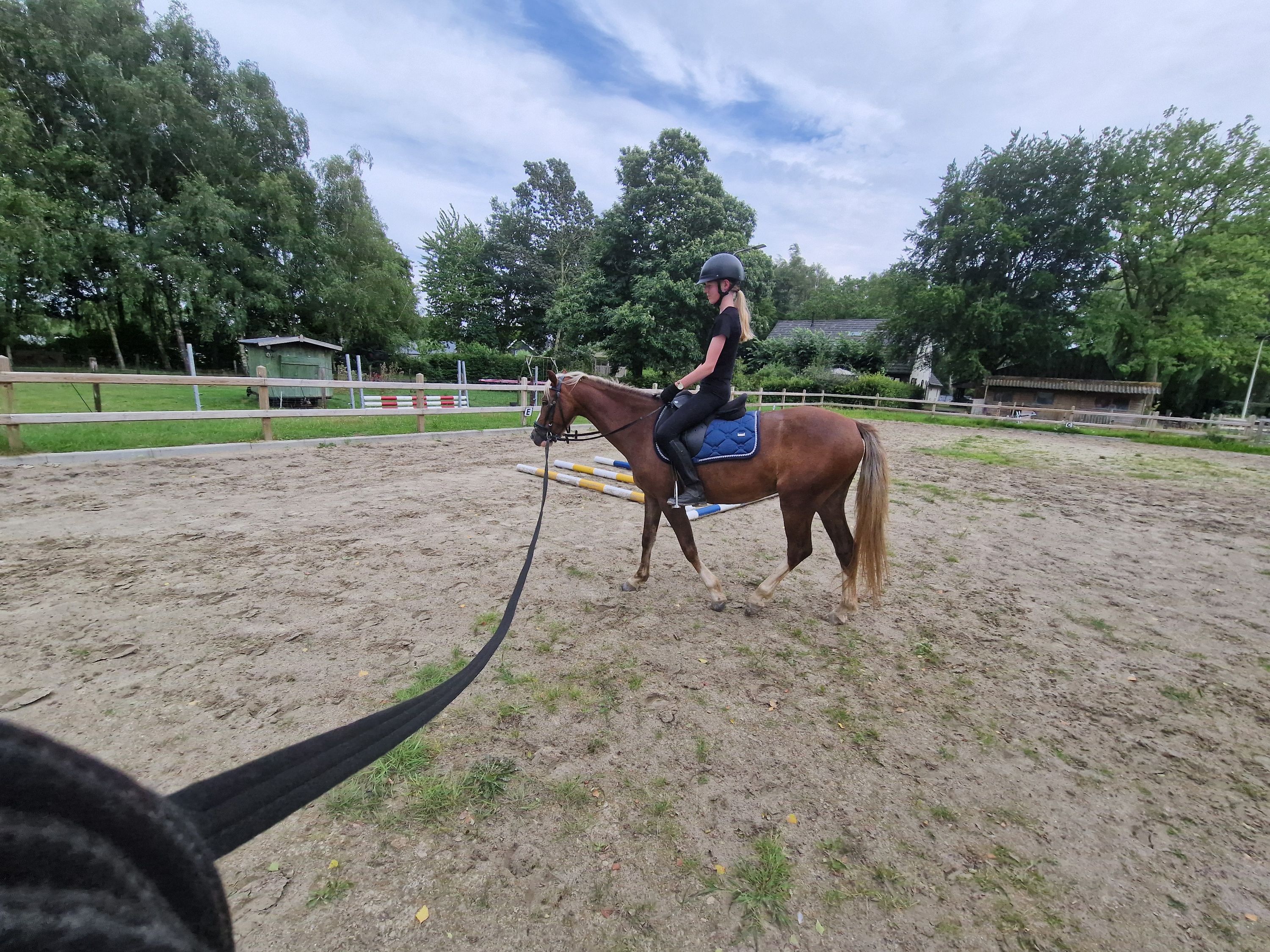 welsh allround-pony ruin 7 歳 vos 売り出し中 - 写真 6
