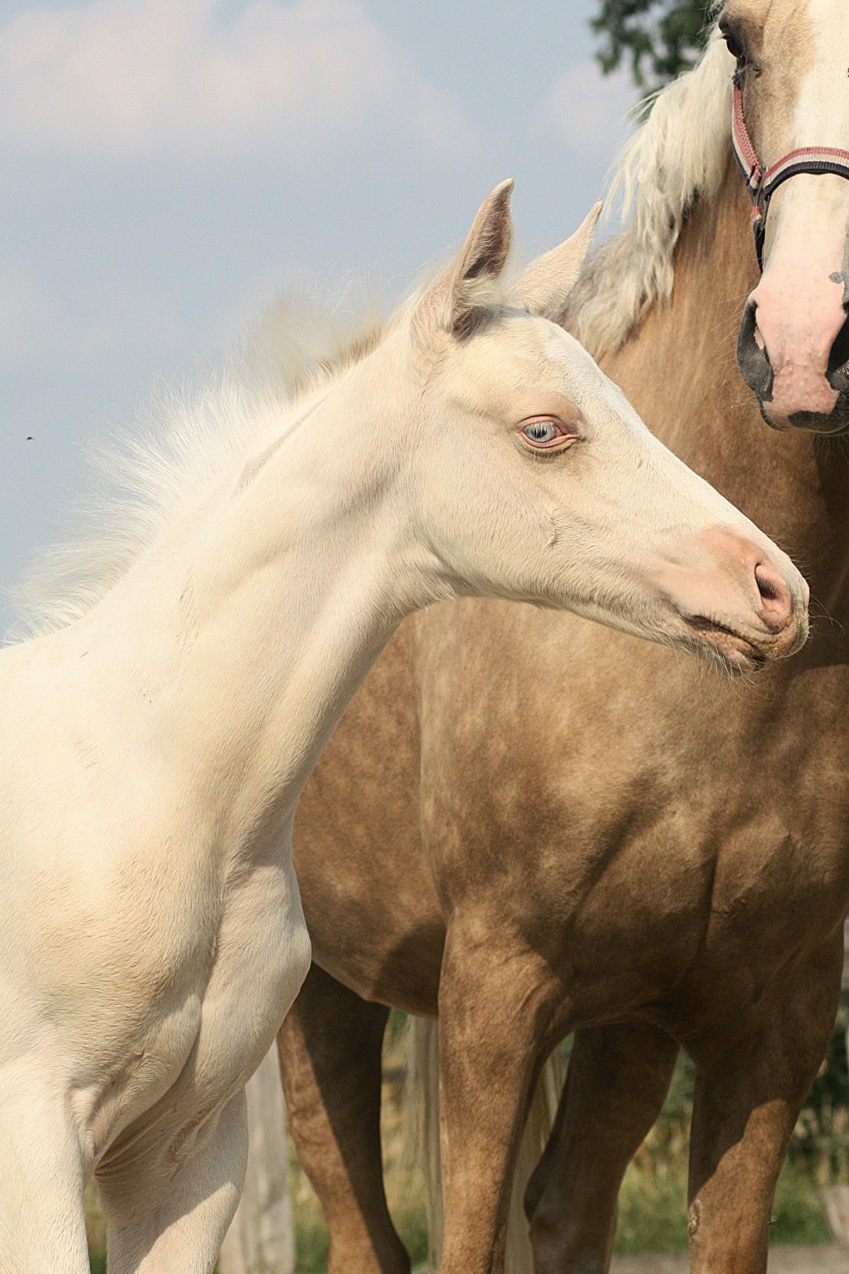 nrps allround-pony hengst 0 år andere-kleur till salu - Foto 2