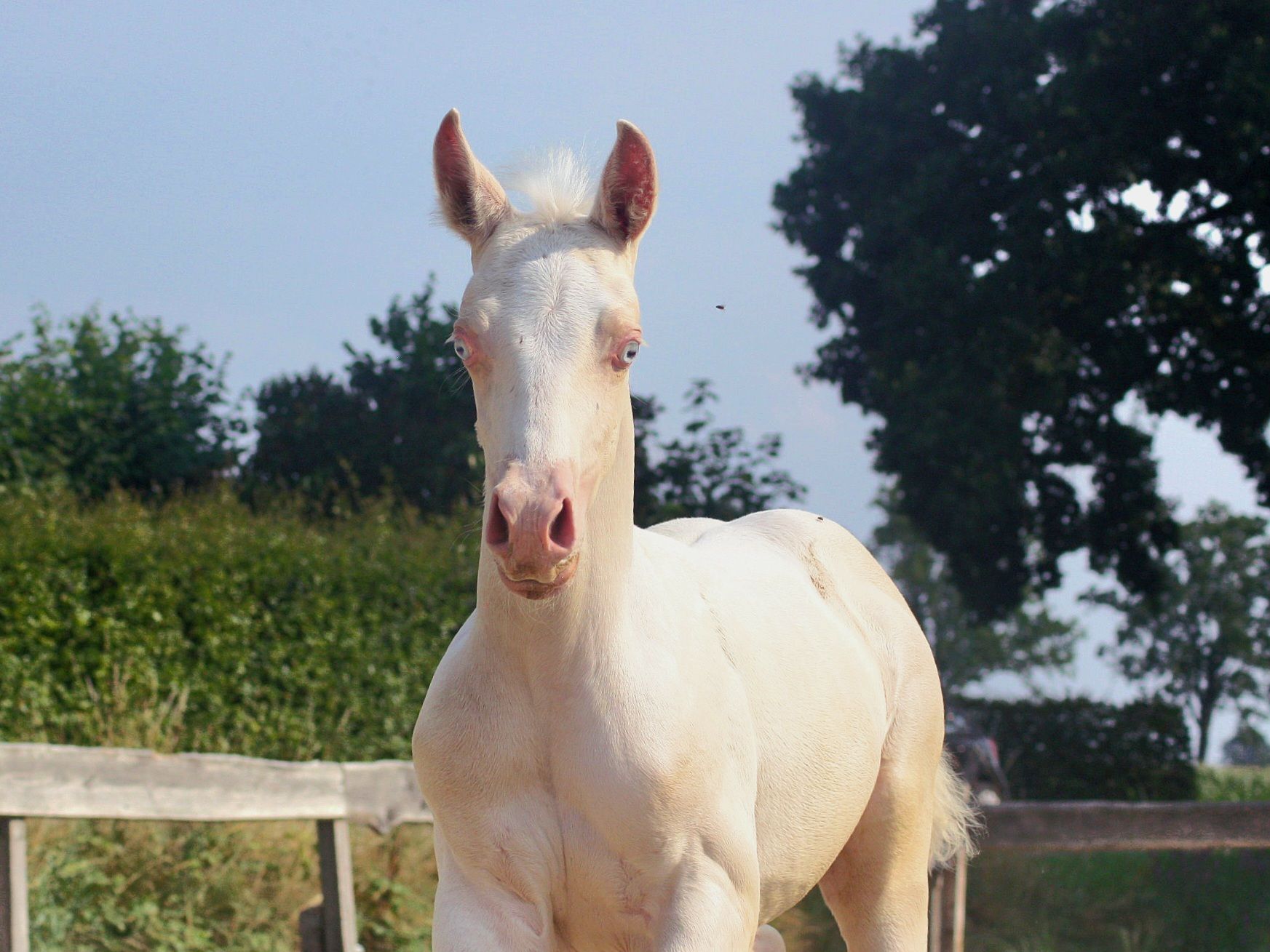 nrps allround-pony hengst 0 år andere-kleur till salu - Foto 3