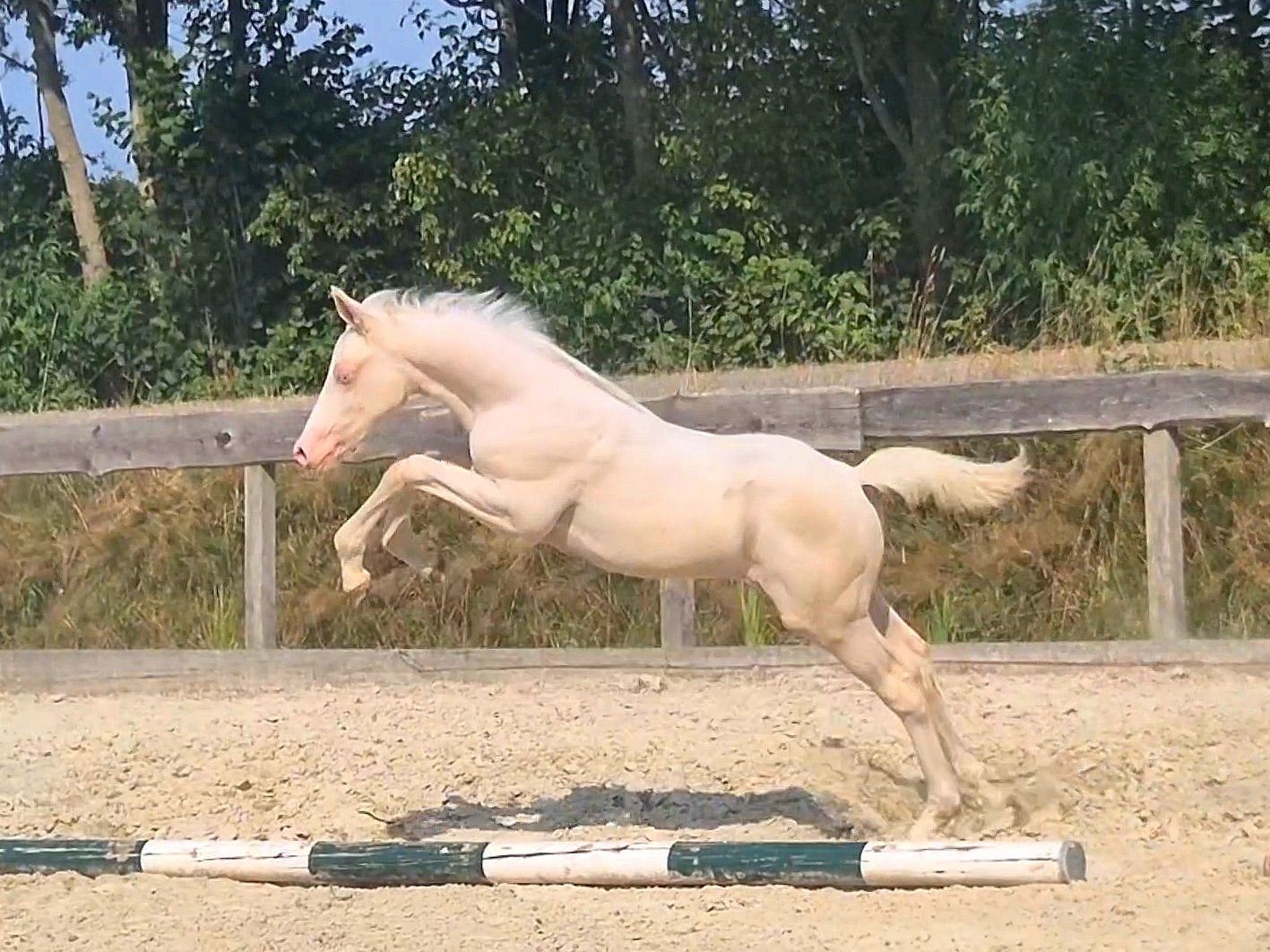 nrps allround-pony hengst 0 år andere-kleur till salu - Foto 4