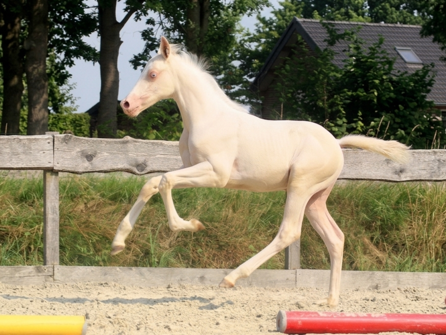 nrps allround-pony hengst 0 år andere-kleur till salu - Foto 5