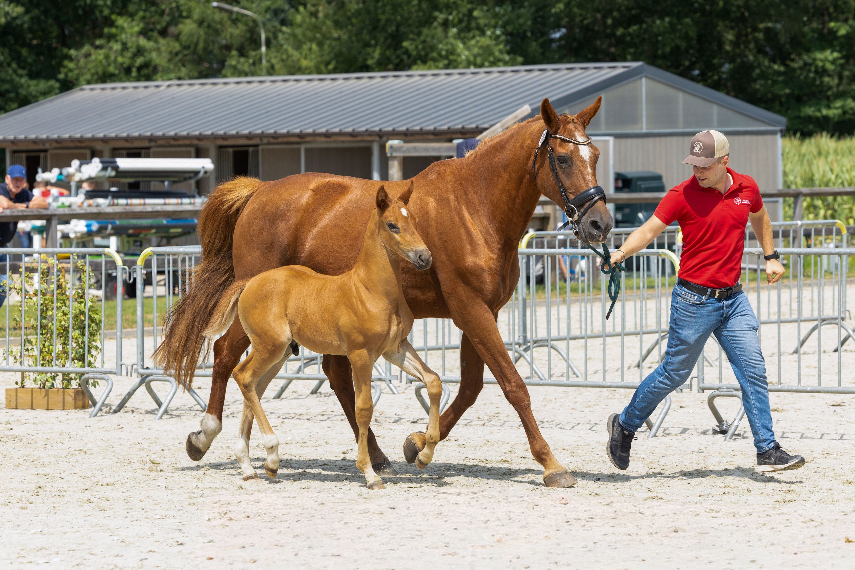 bwp springpaard hengst 0 سنوات vos للبيع - صورة 2
