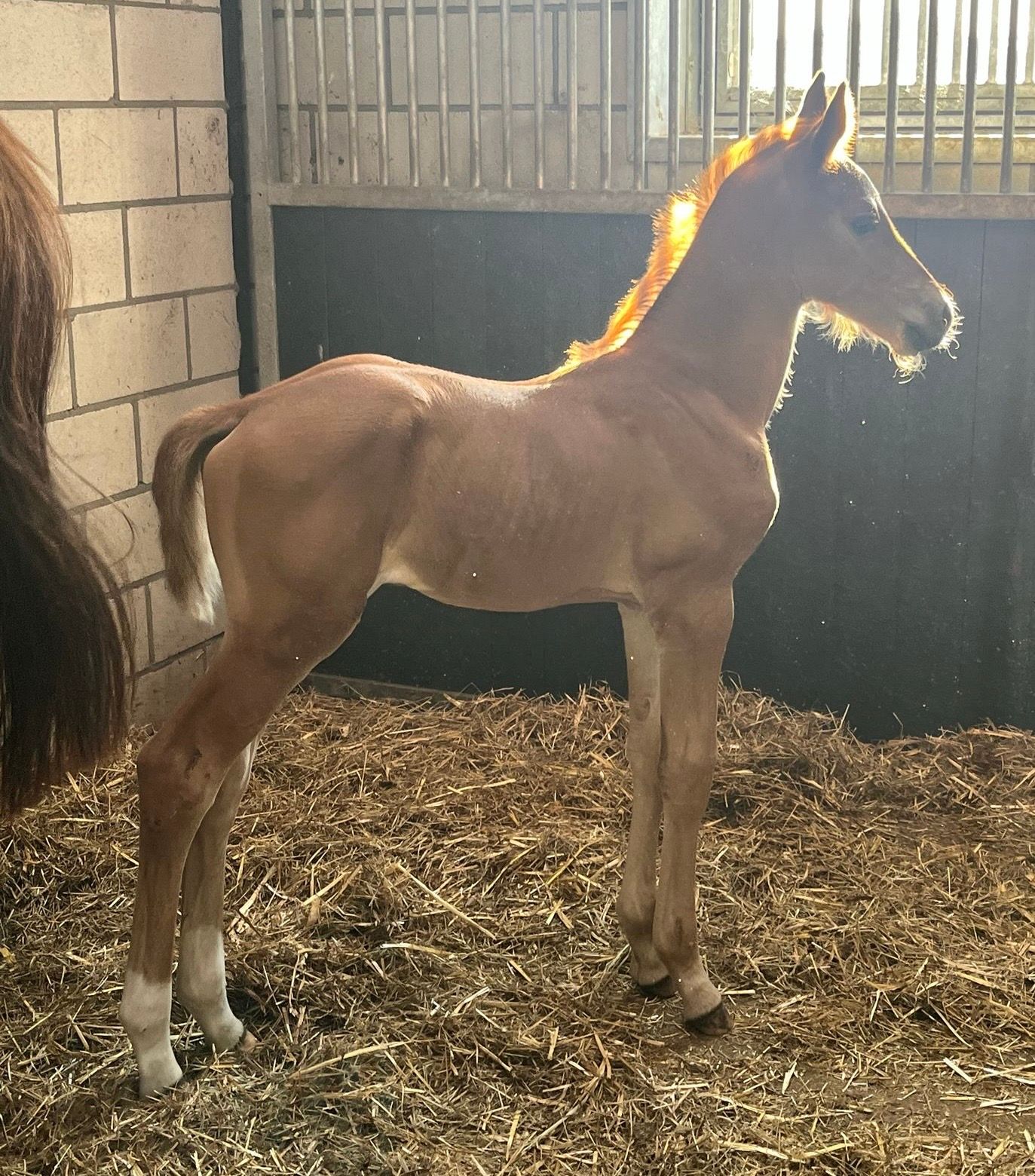 bwp springpaard hengst 0 سنوات vos للبيع - صورة 5