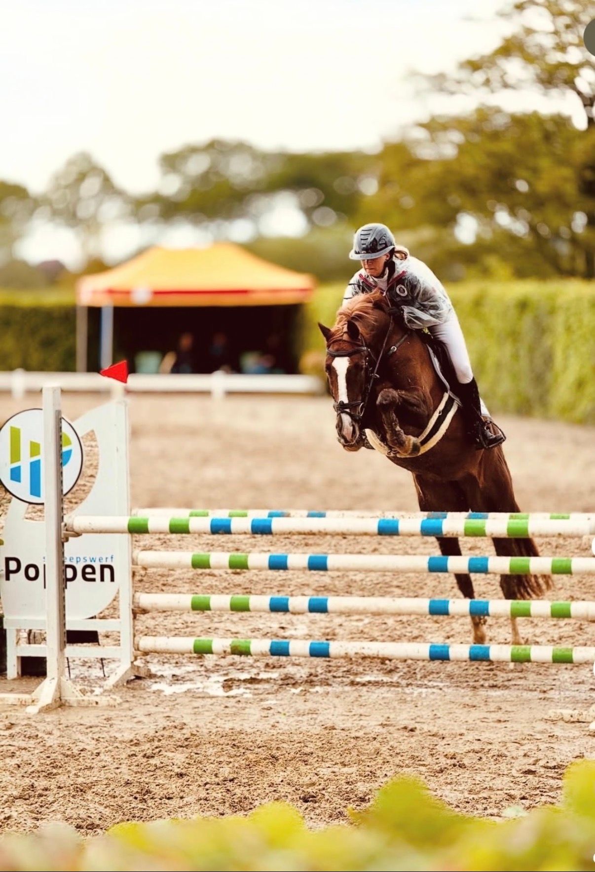 Bons chevaux de saut d’obstacles à vendre