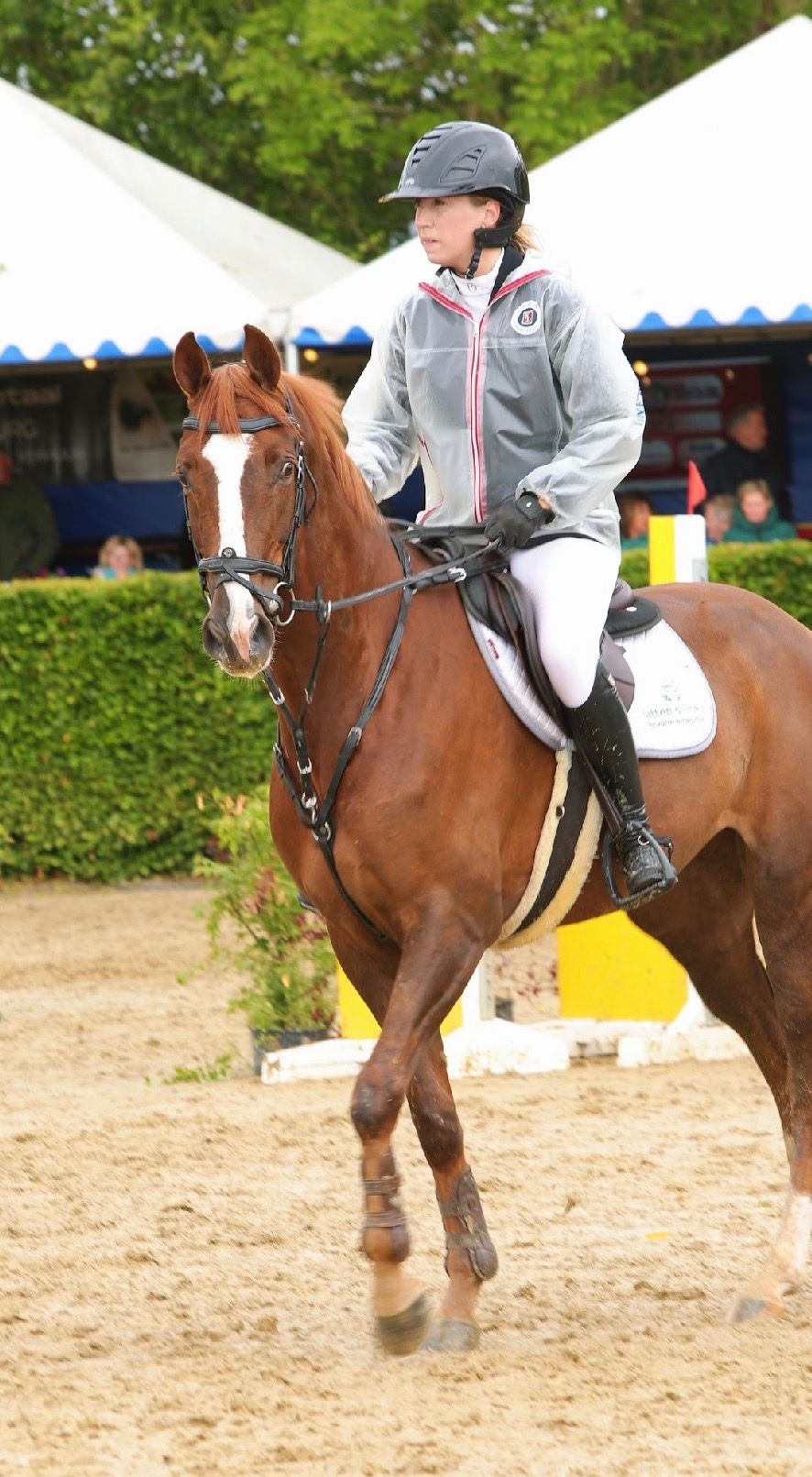 kwpn springpaard merrie 5 ans vos à vendre - Photo 4