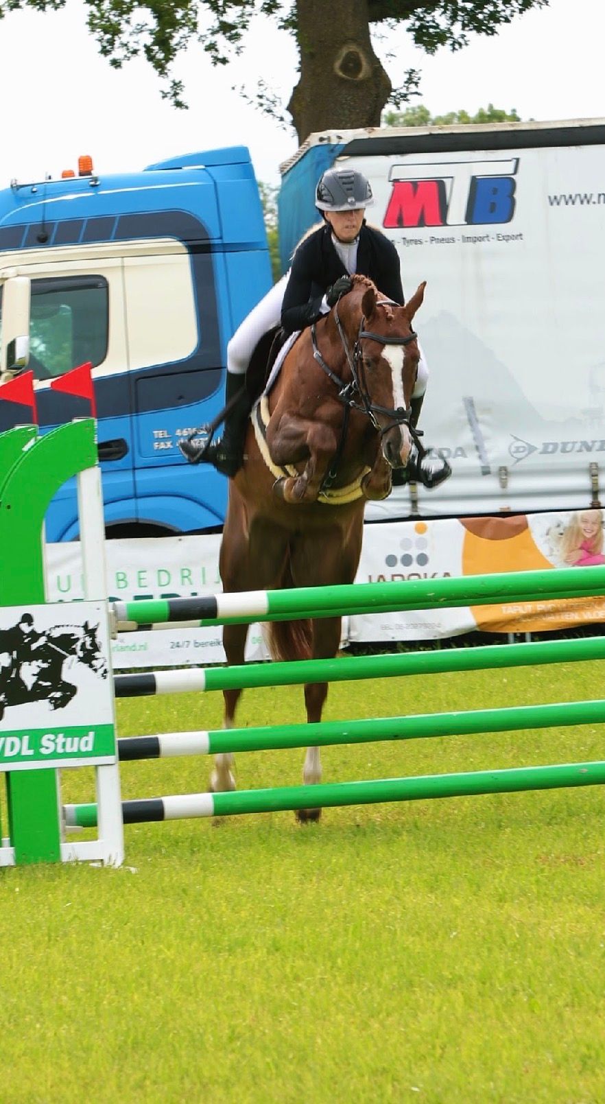 kwpn springpaard merrie 5 ans vos à vendre - Photo 2