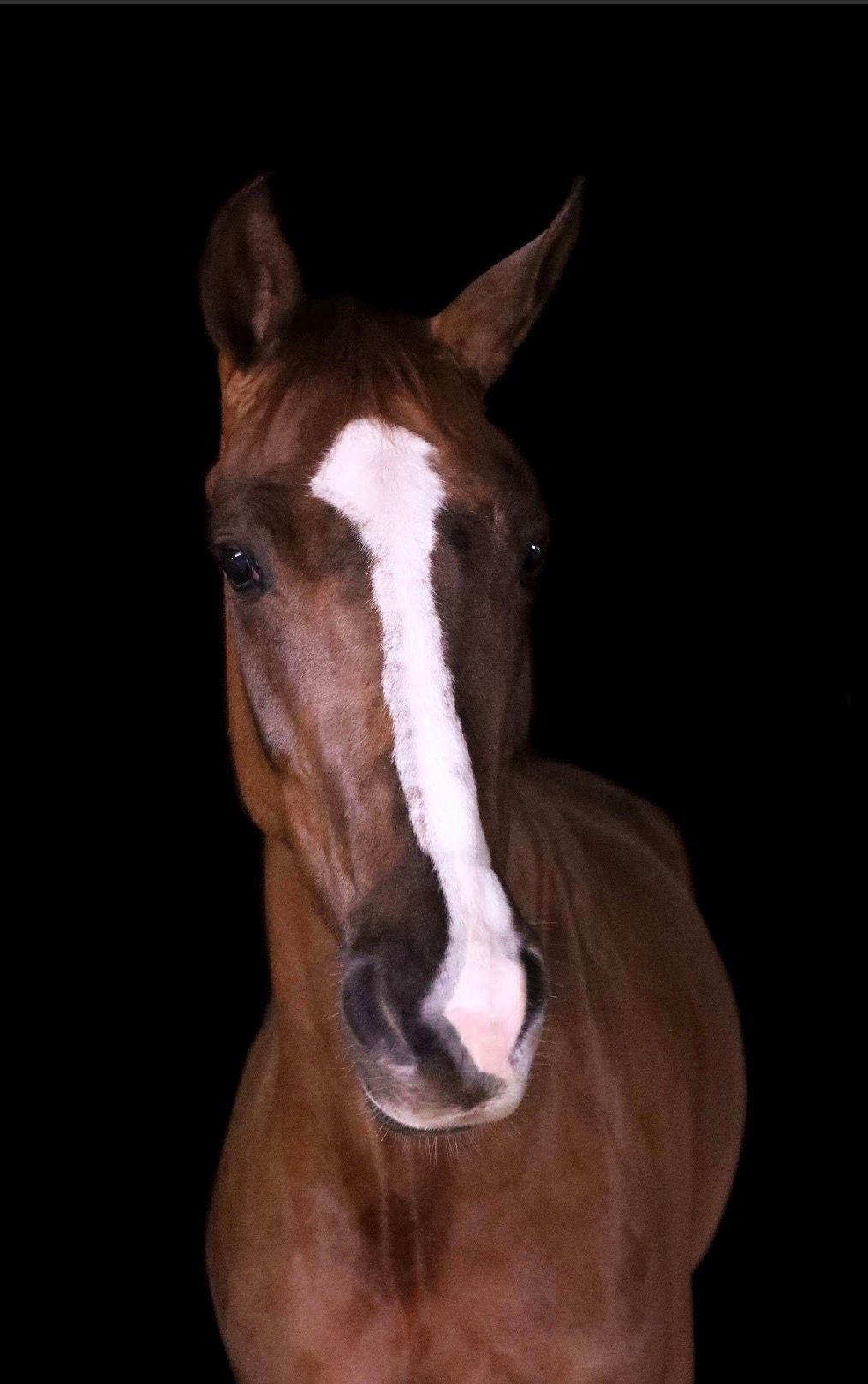 kwpn springpaard merrie 5 ans vos à vendre - Photo 5