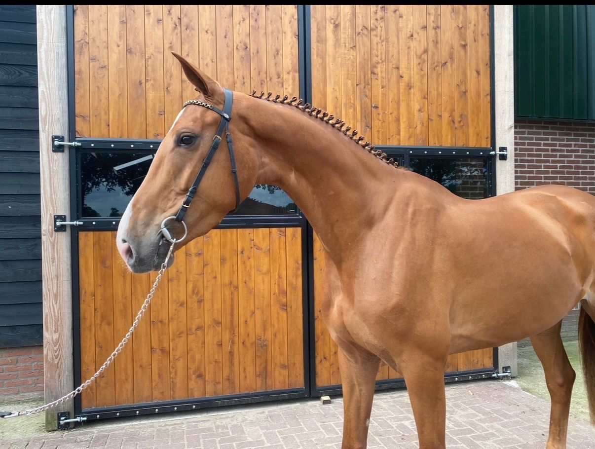 kwpn springpaard merrie 5 ans vos à vendre - Photo 6