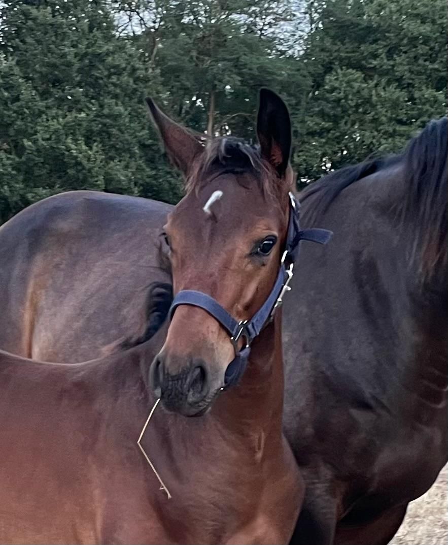 Chique springVeulen  O  CHACCO  DDH X Le KANNAN x CONCORDE